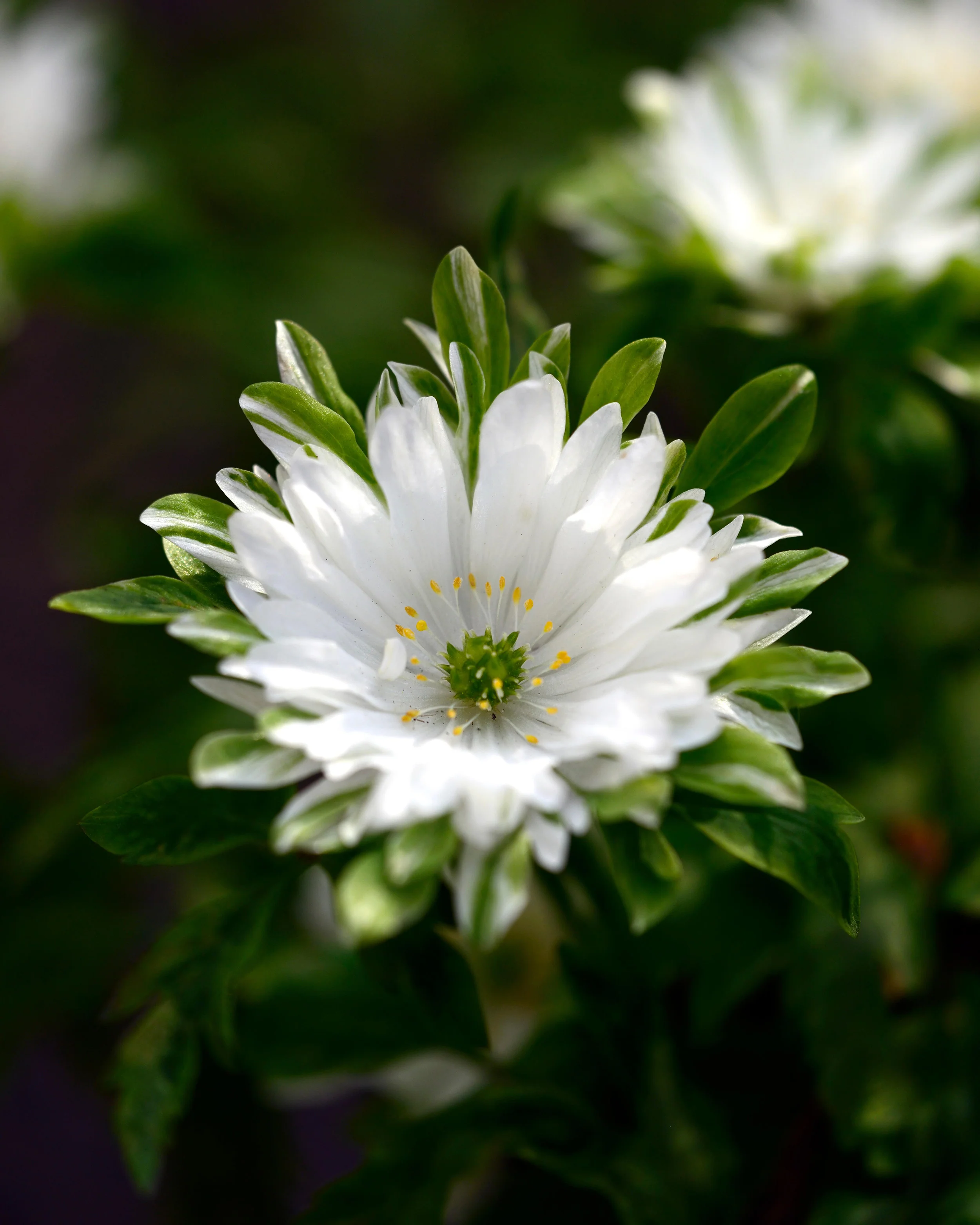 Anemone 'Bracteata Pleniflora' - Image 4