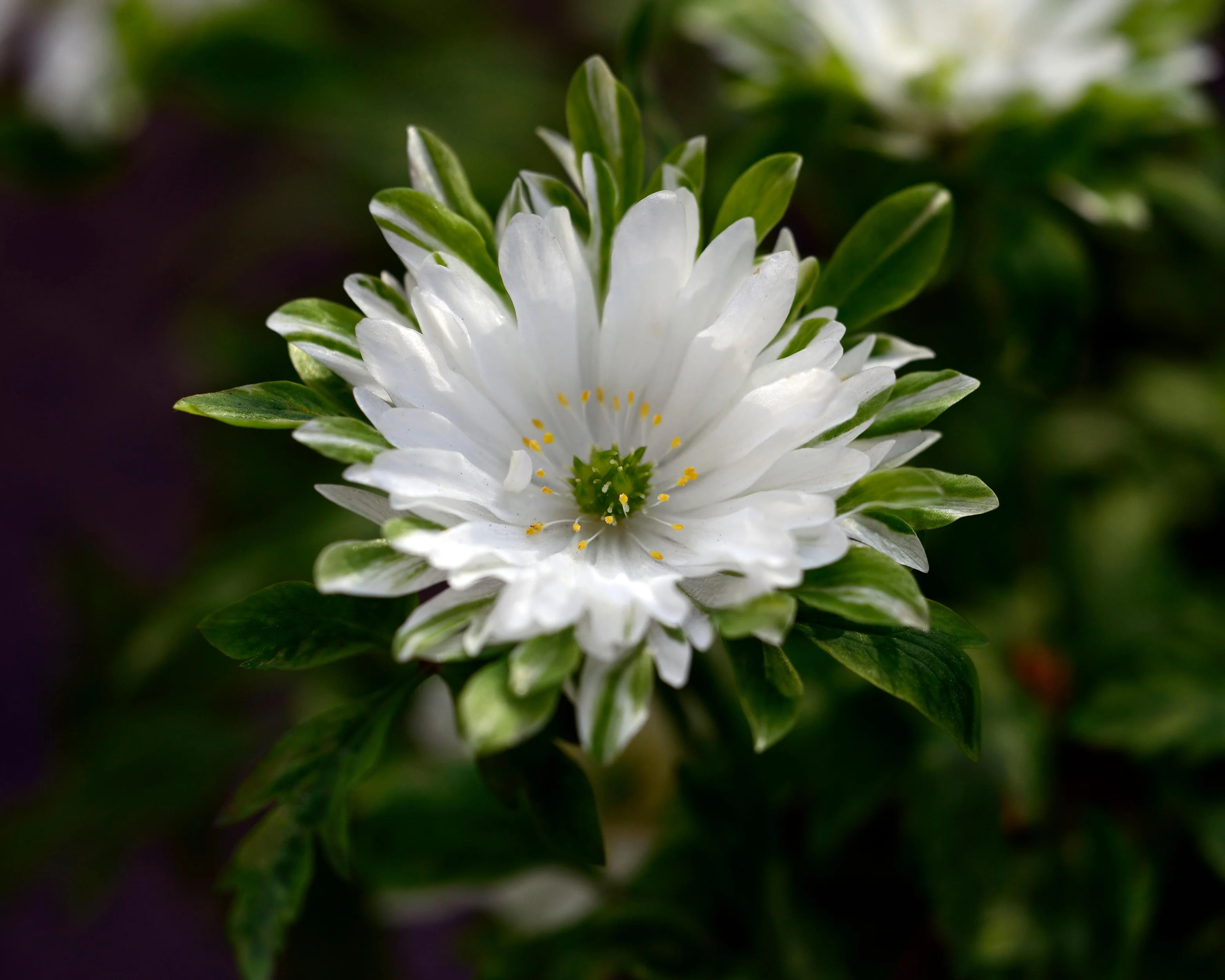 Anemone 'Bracteata Pleniflora' - Image 5