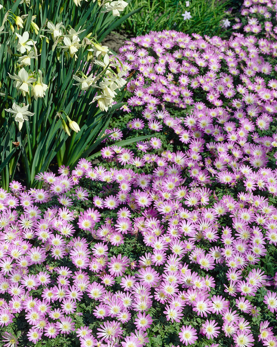 Anemone blanda 'Charmer' - Image 2