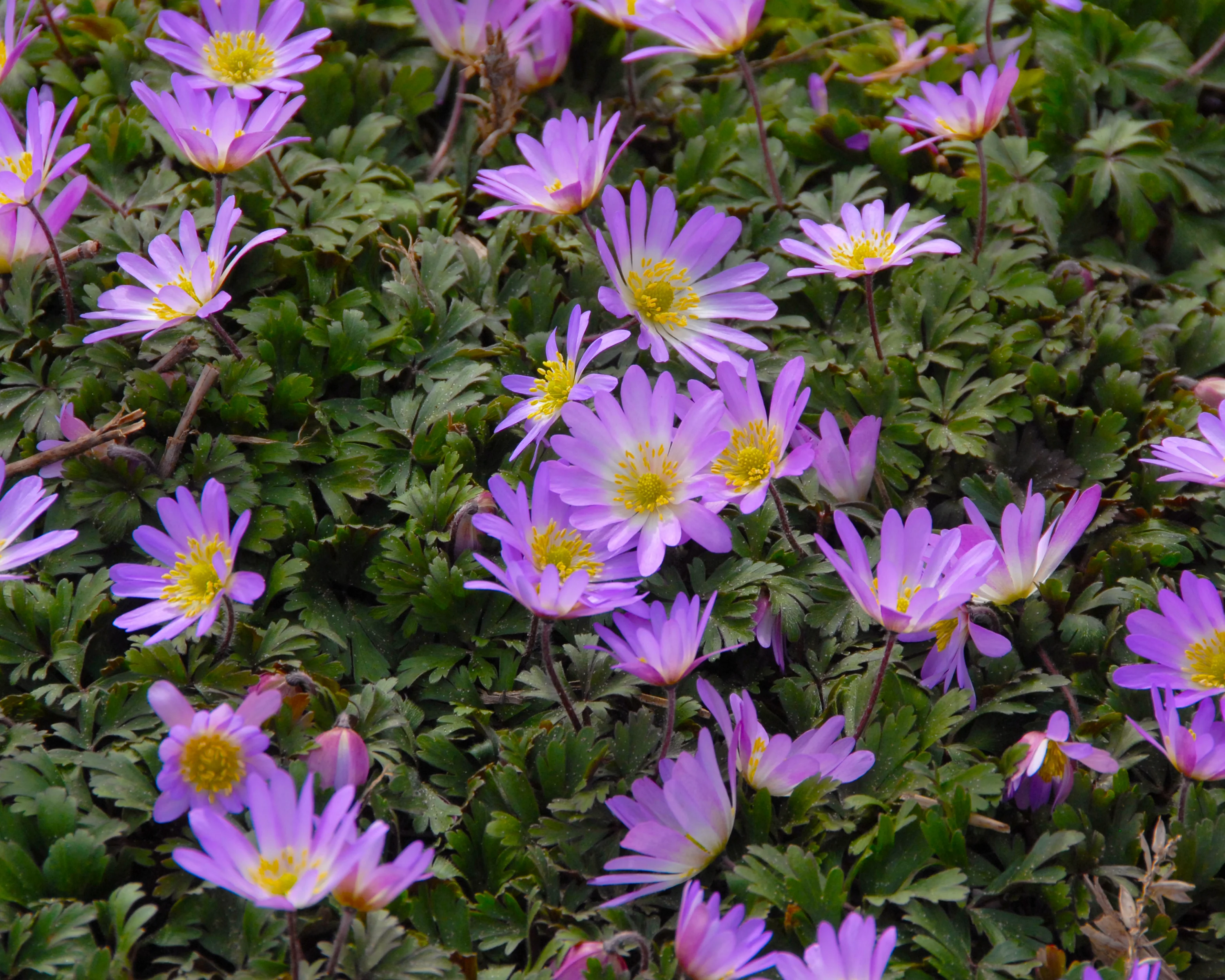 Anemone blanda 'Charmer' - Image 3