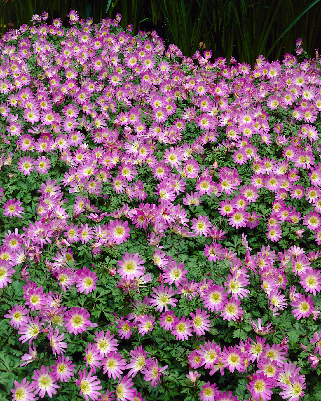 Anemone blanda 'Charmer' - Image 4