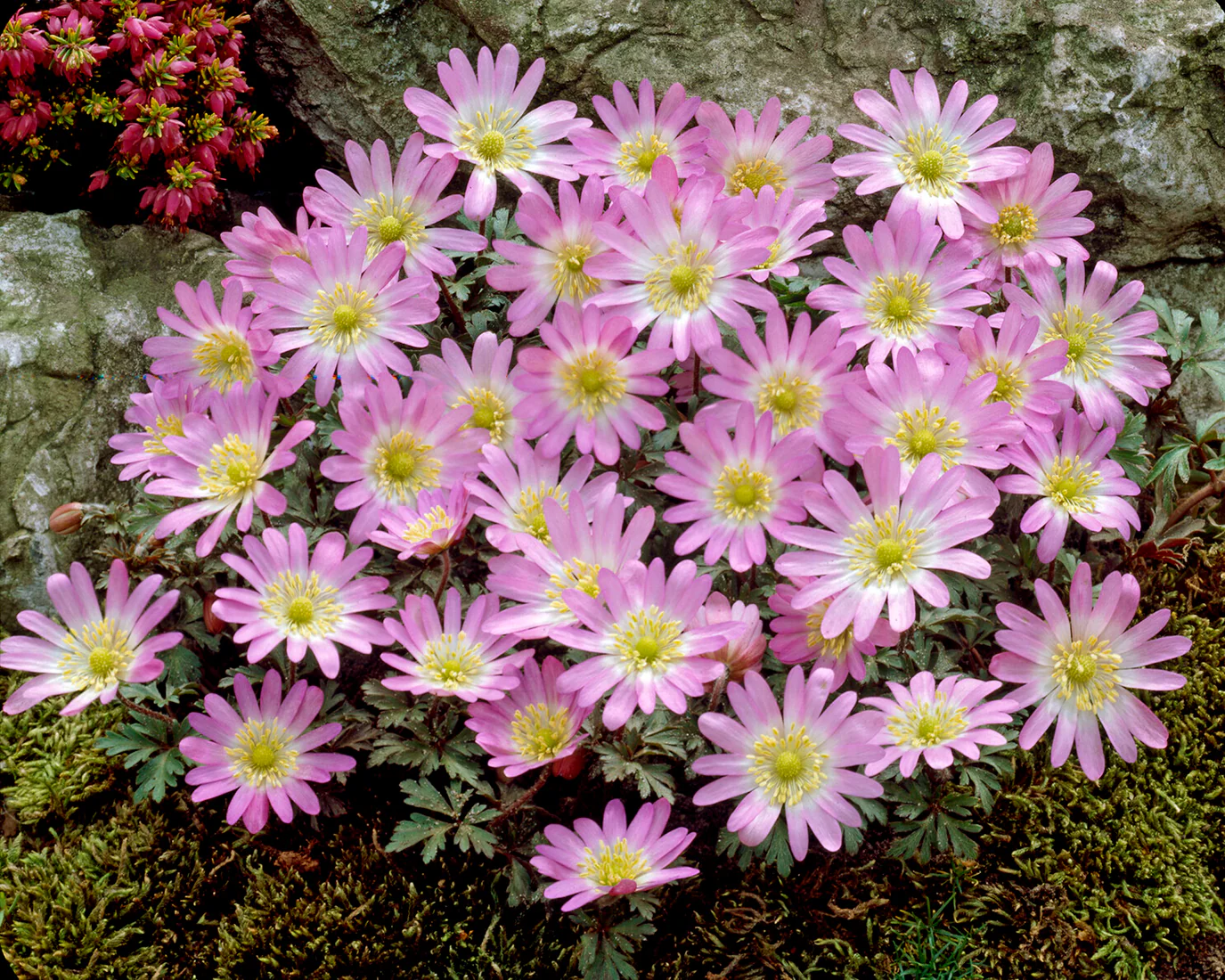 Anemone blanda 'Charmer' - Image 6