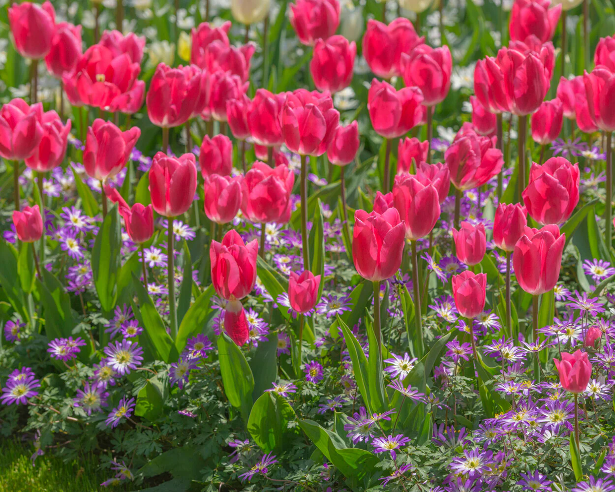 Anemone blanda 'Charmer' - Image 7