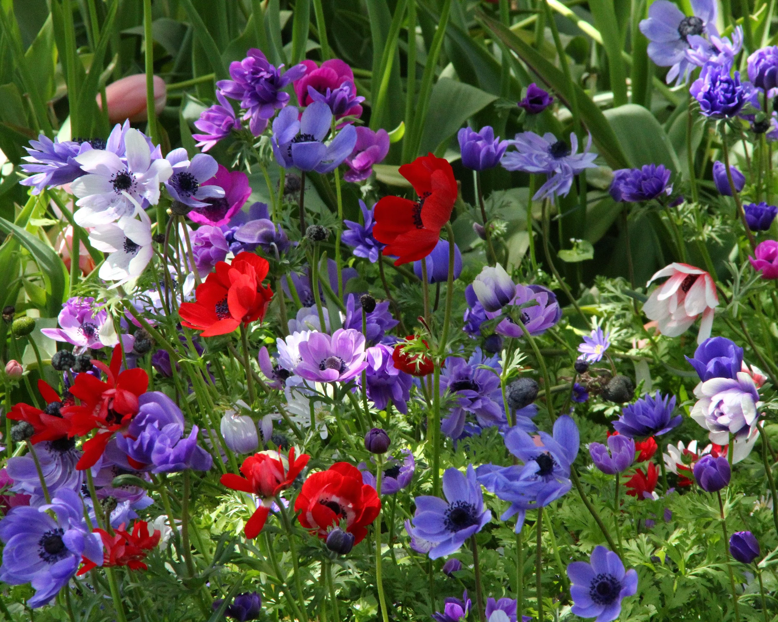 Anemone coronaria 'De Caen' - Image 5
