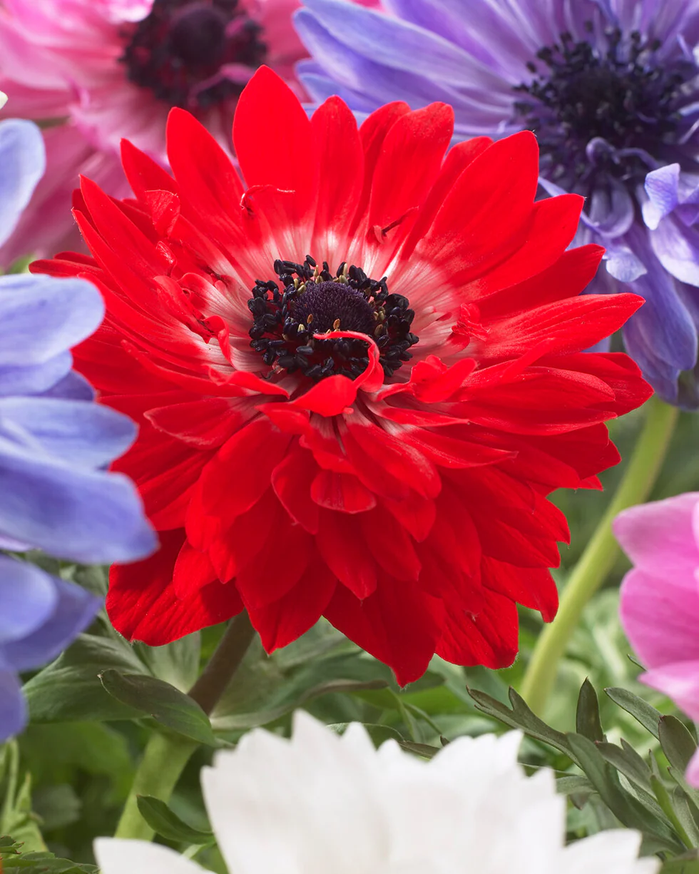Anemone 'Governor' - Image 10