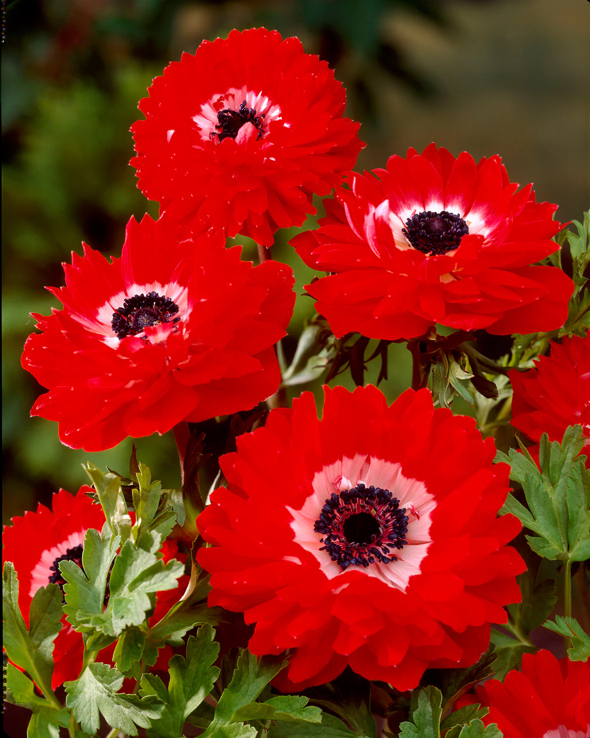 Anemone 'Governor' - Image 11