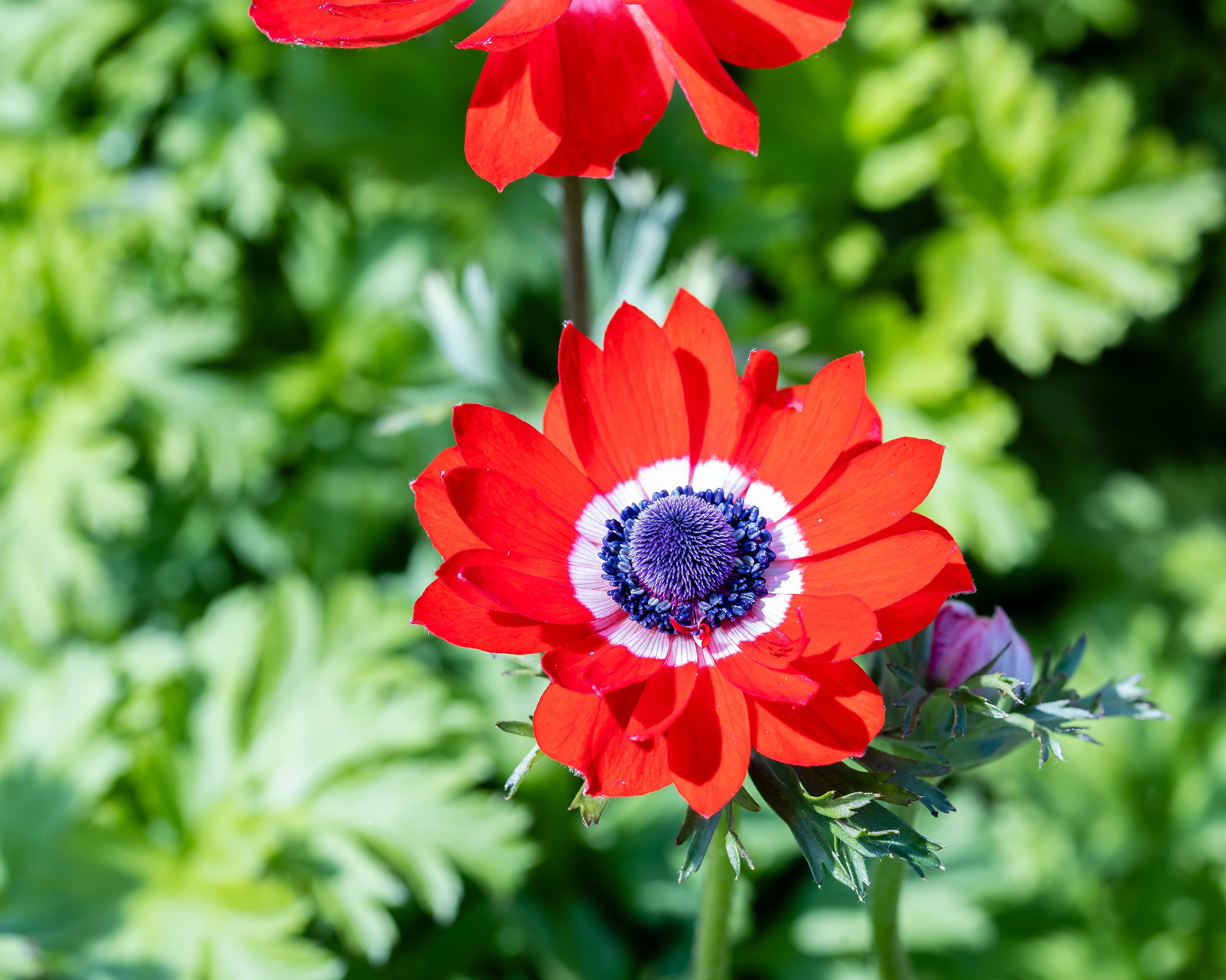 Anemone 'Governor' - Image 12