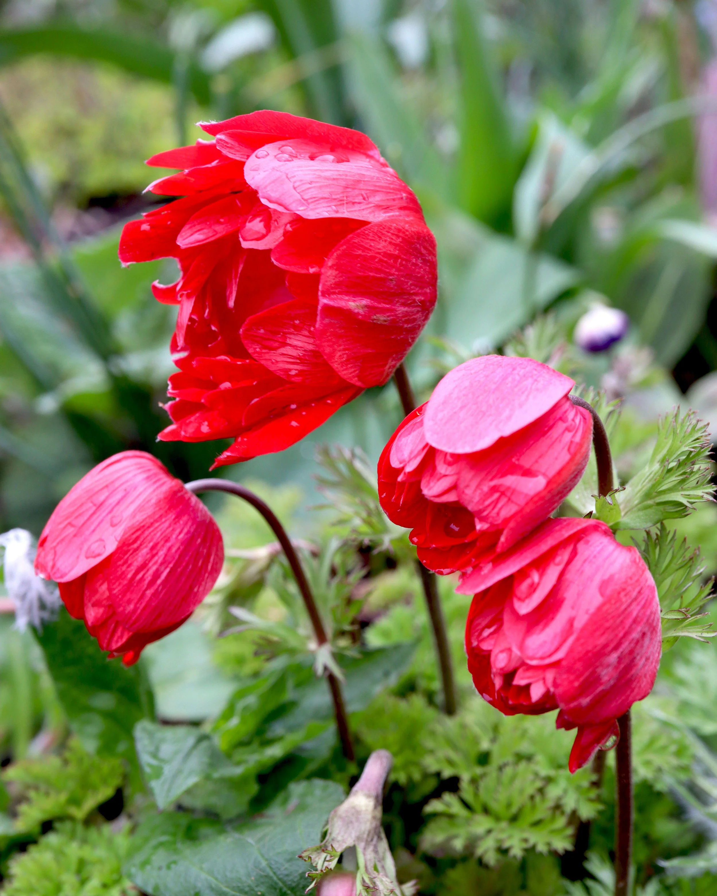 Anemone 'Governor' - Image 13