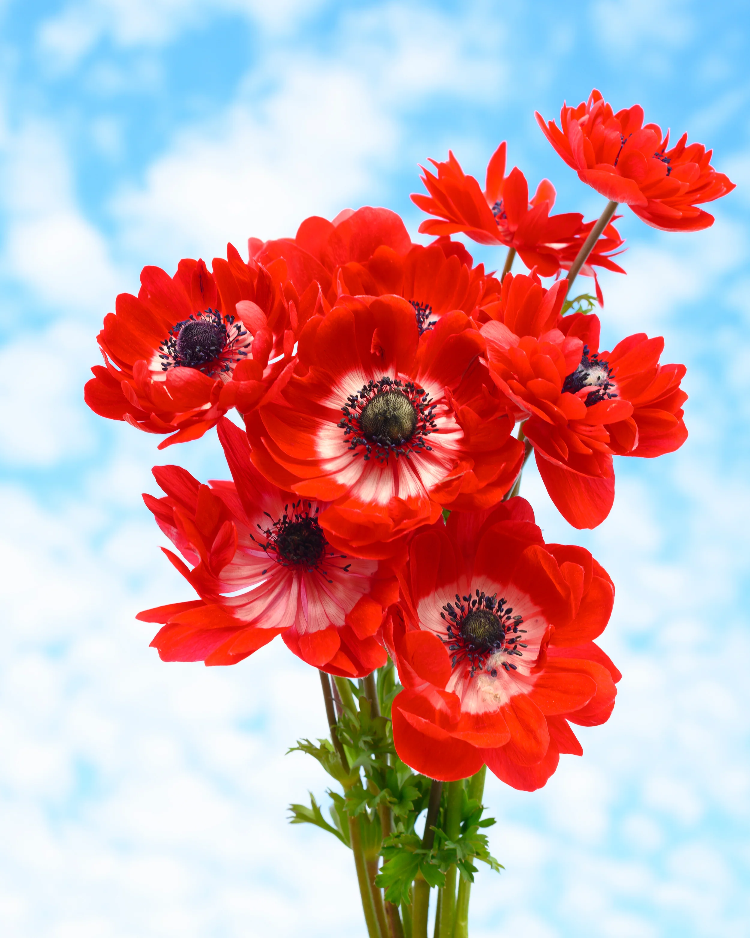 Anemone 'Governor' - Image 14