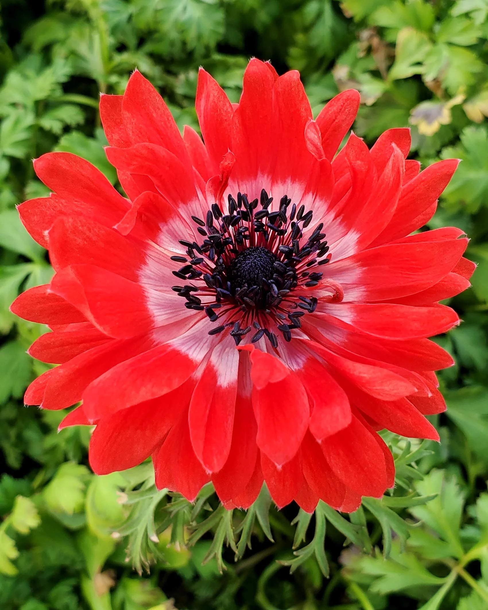 Anemone 'Governor' - Image 3