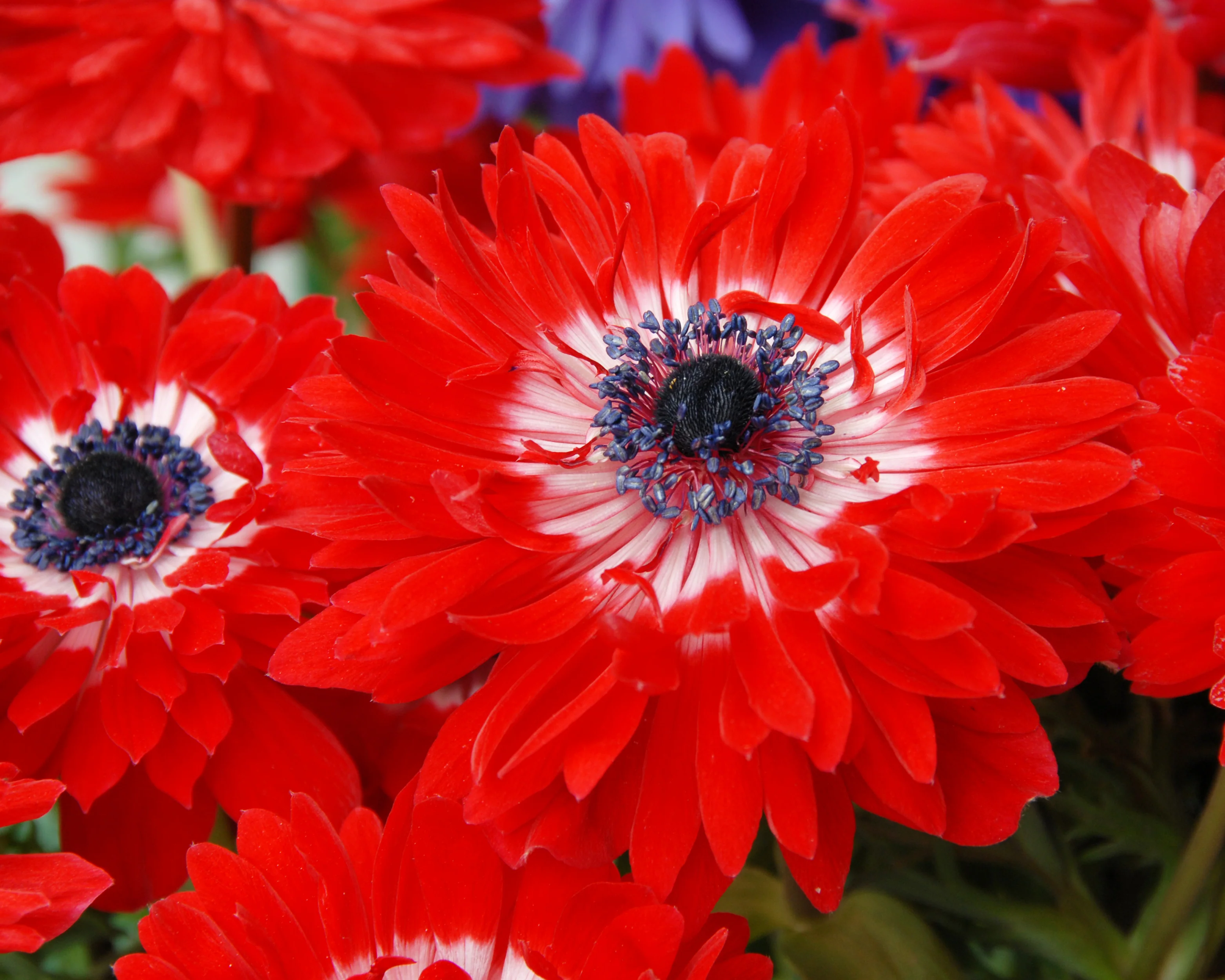 Anemone 'Governor' - Image 6