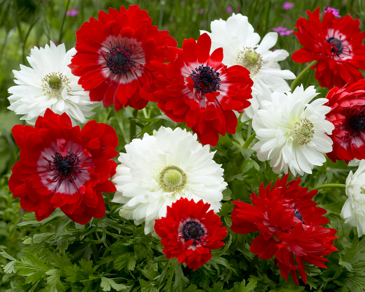 Anemone 'Governor' - Image 8