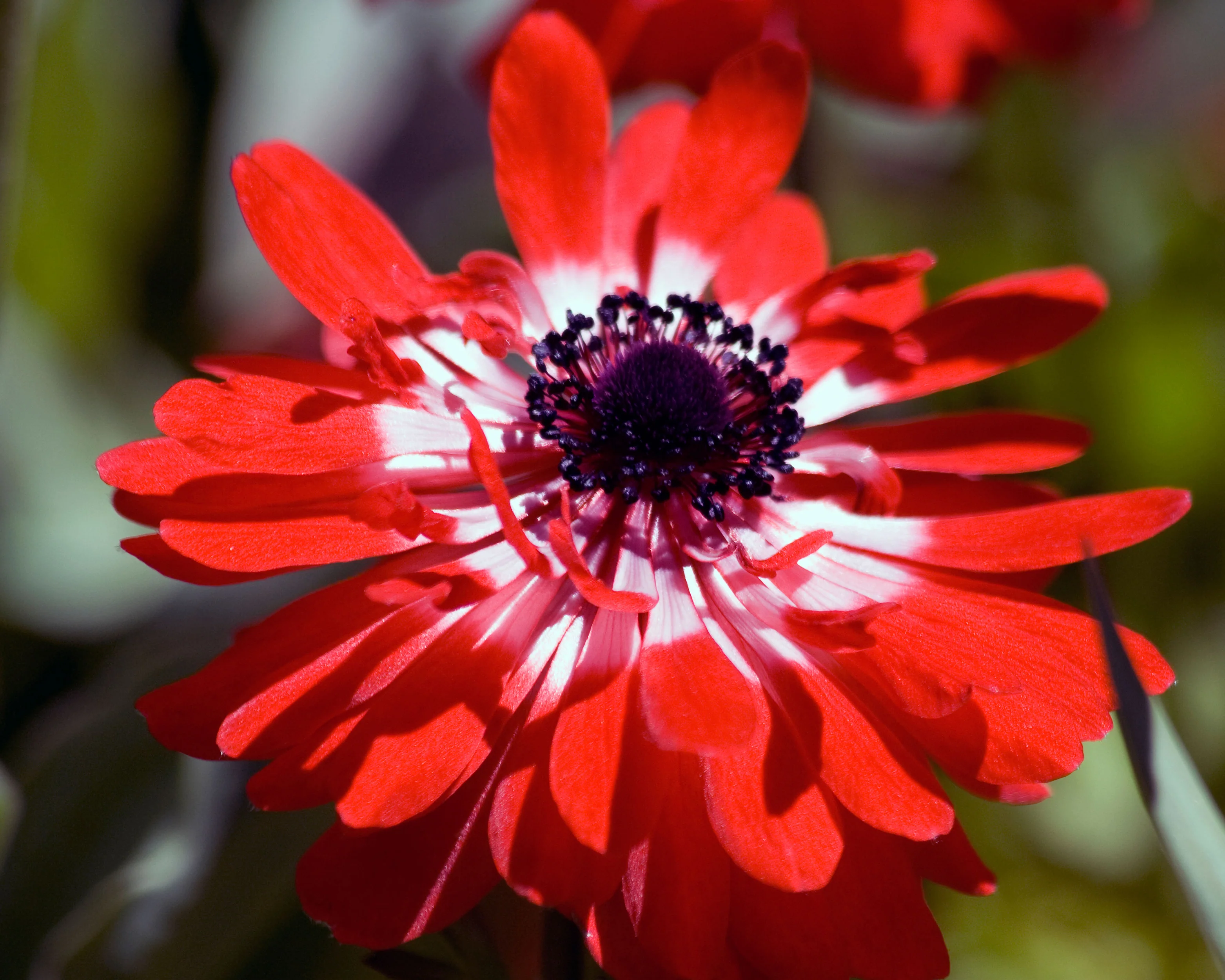 Anemone 'Governor' - Image 9