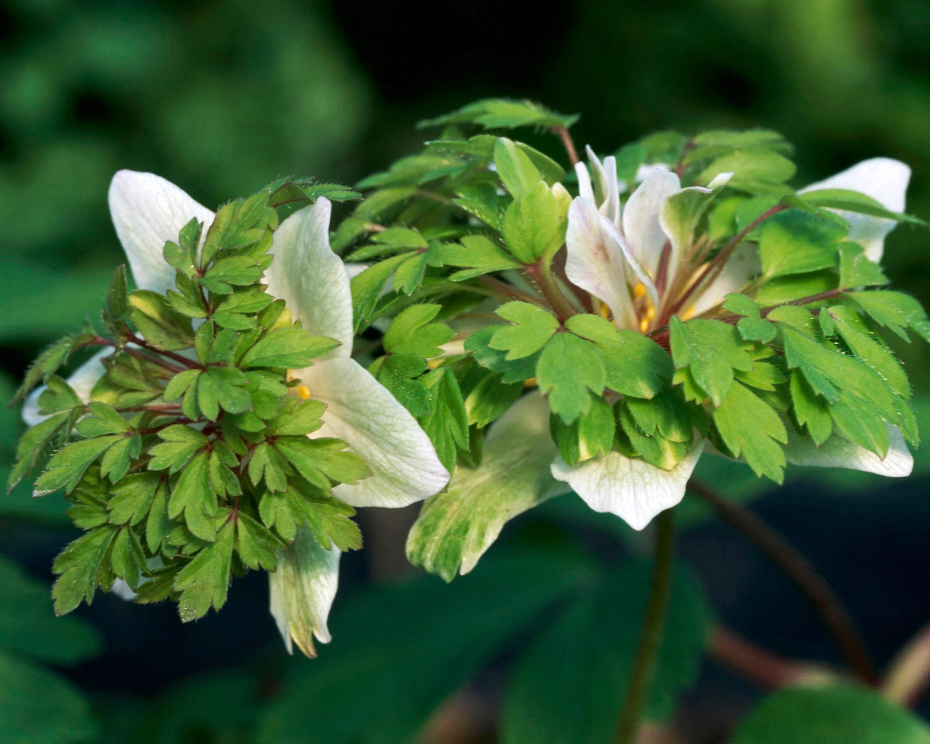 Anemone 'Green Fingers' - Image 2