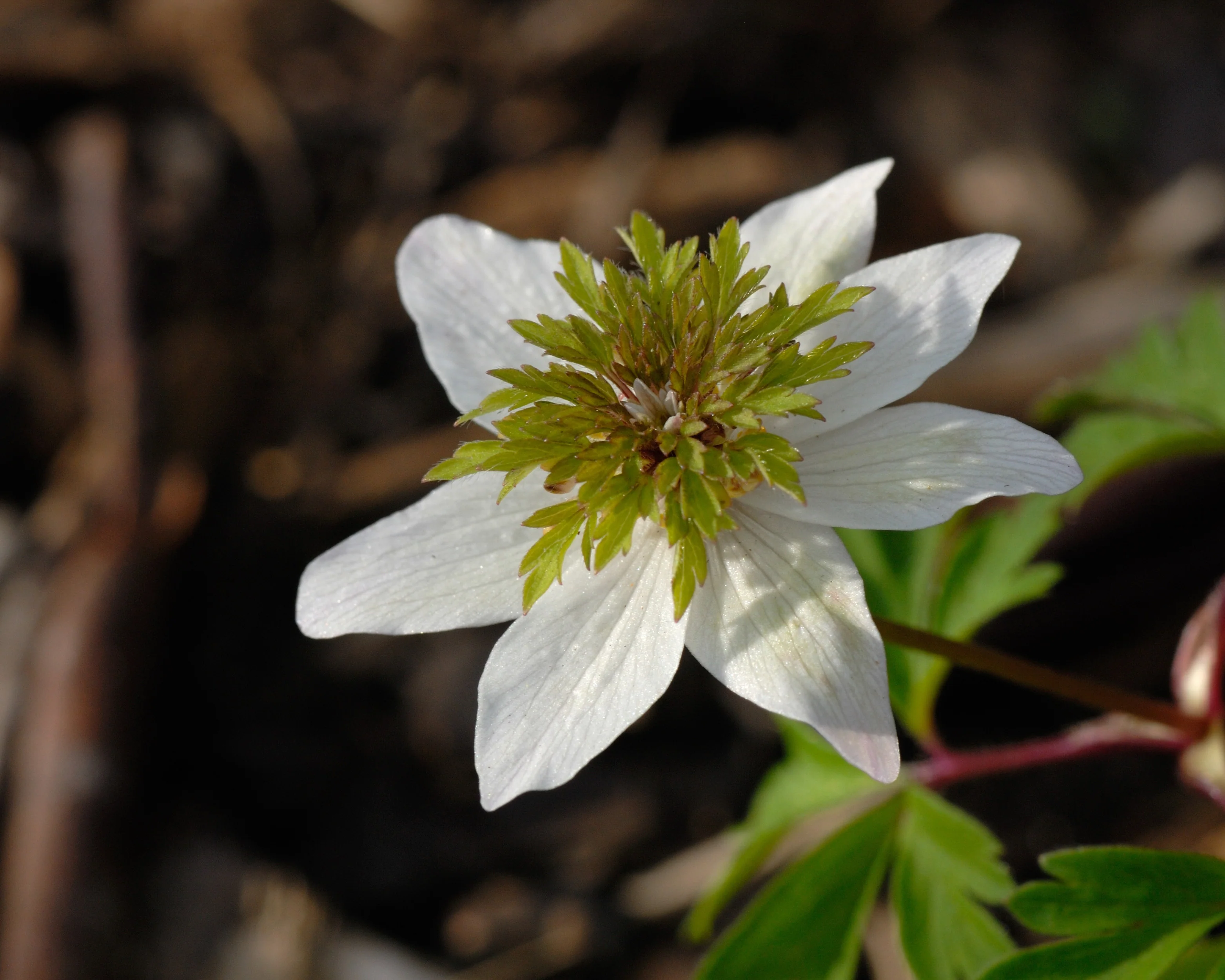 Anemone 'Green Fingers' - Image 4