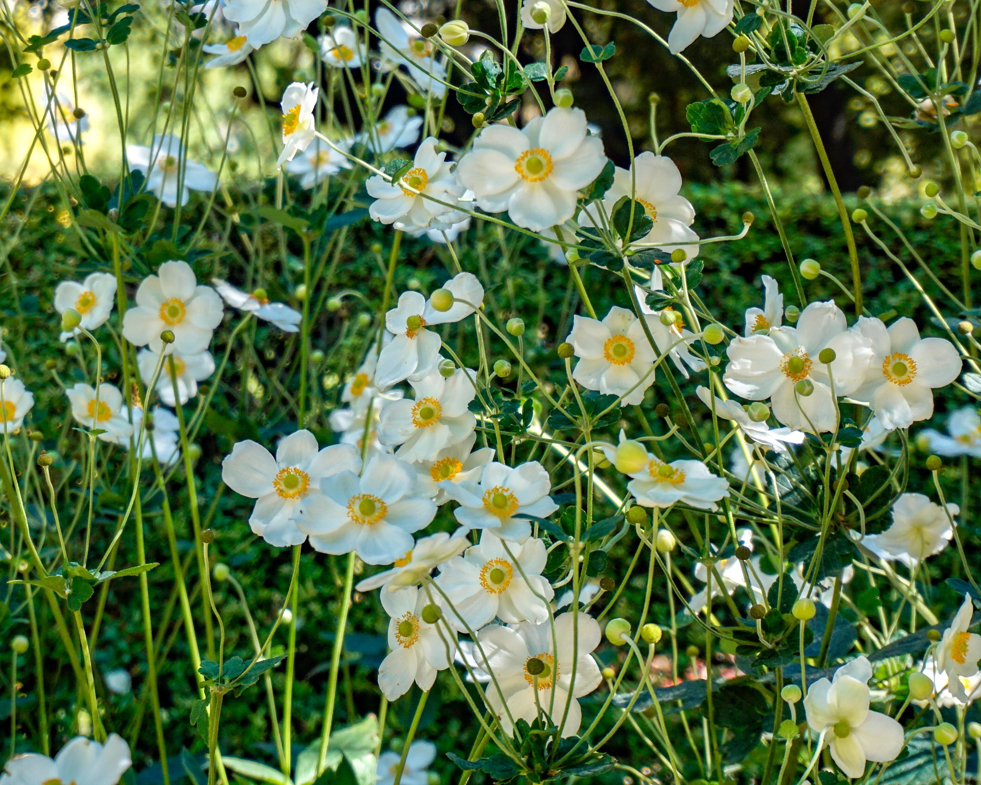 Anemone 'Honorine Jobert' - Image 11