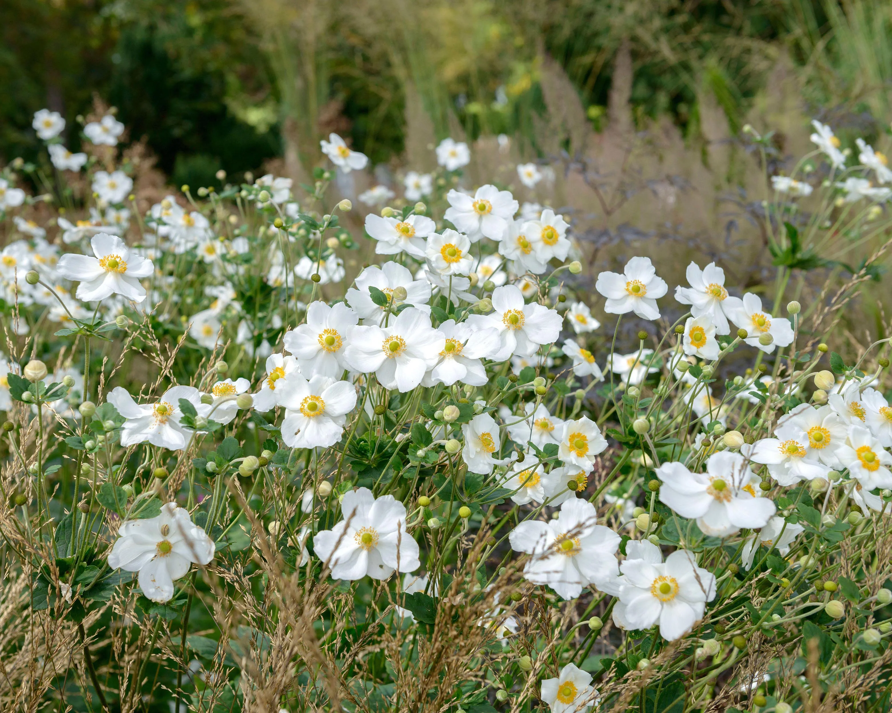 Anemone 'Honorine Jobert' - Image 3