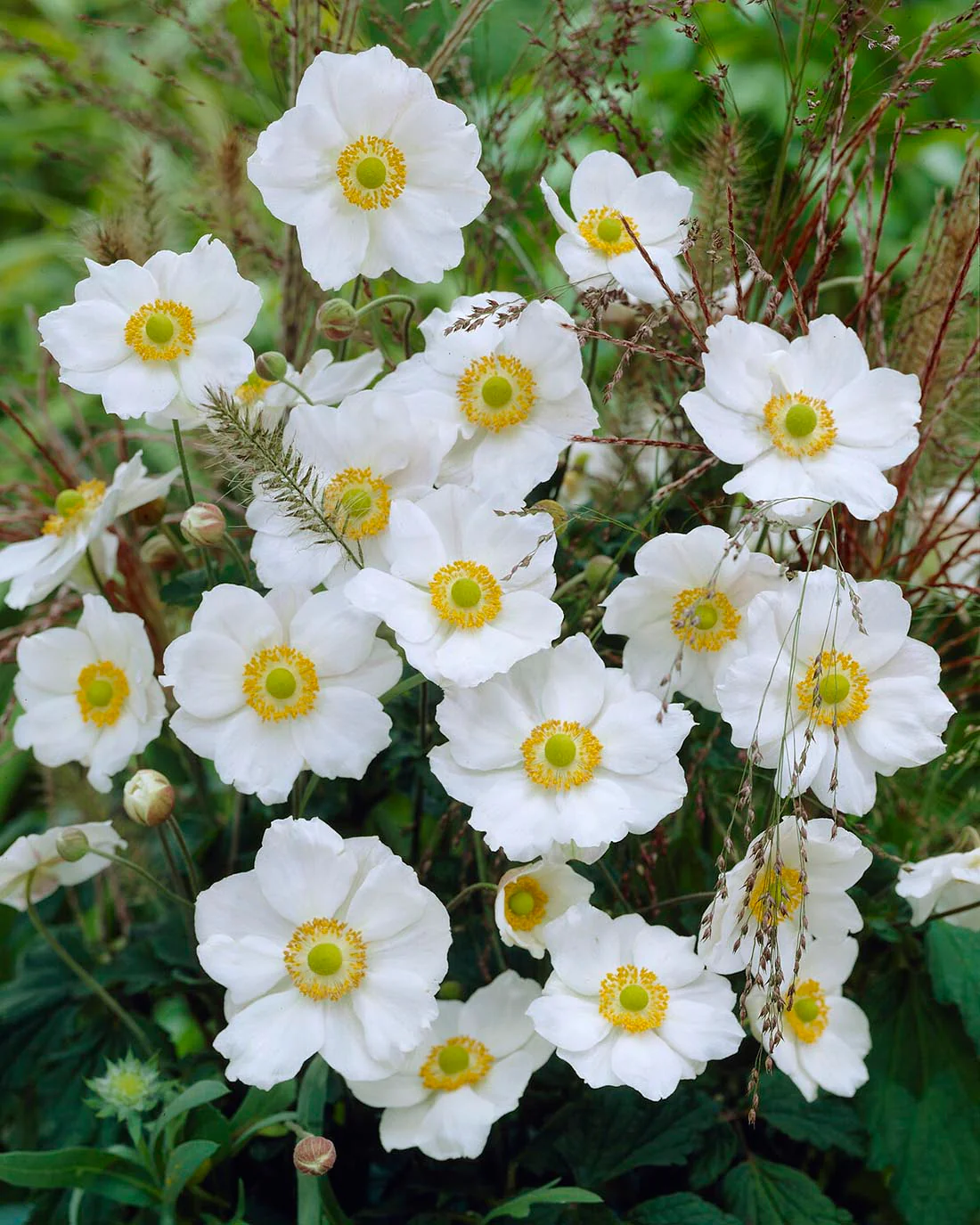 Anemone 'Honorine Jobert' - Image 4
