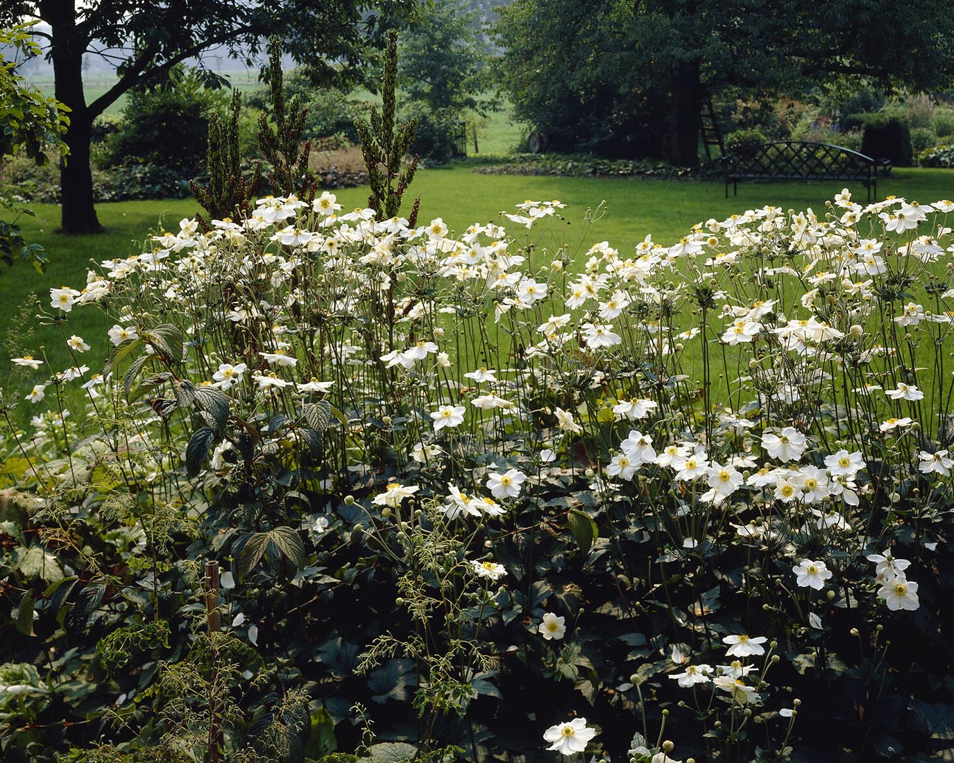Anemone 'Honorine Jobert' - Image 5
