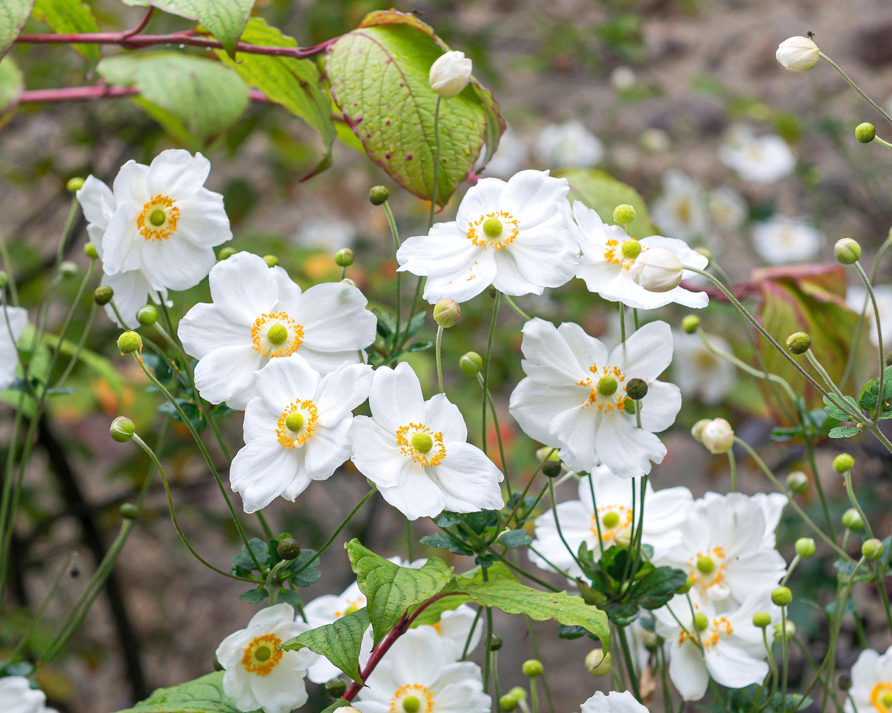 Anemone 'Honorine Jobert' - Image 6