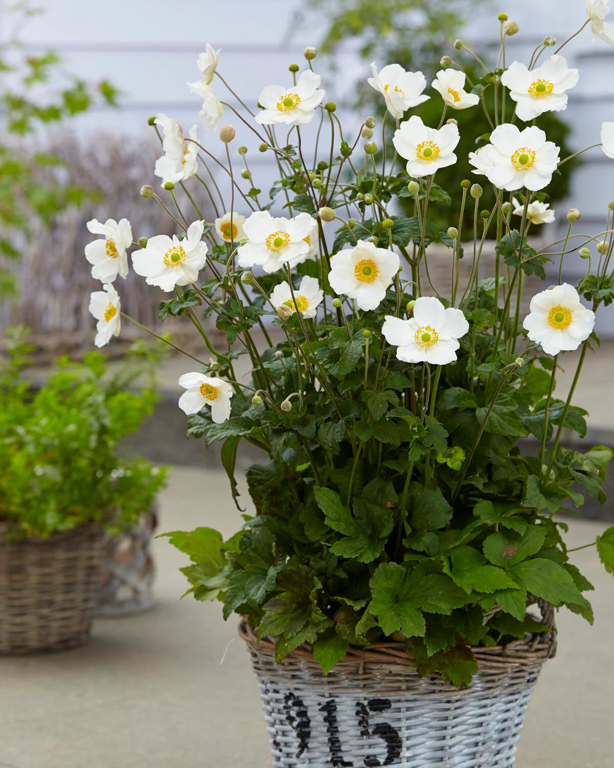 Anemone 'Honorine Jobert' - Image 7