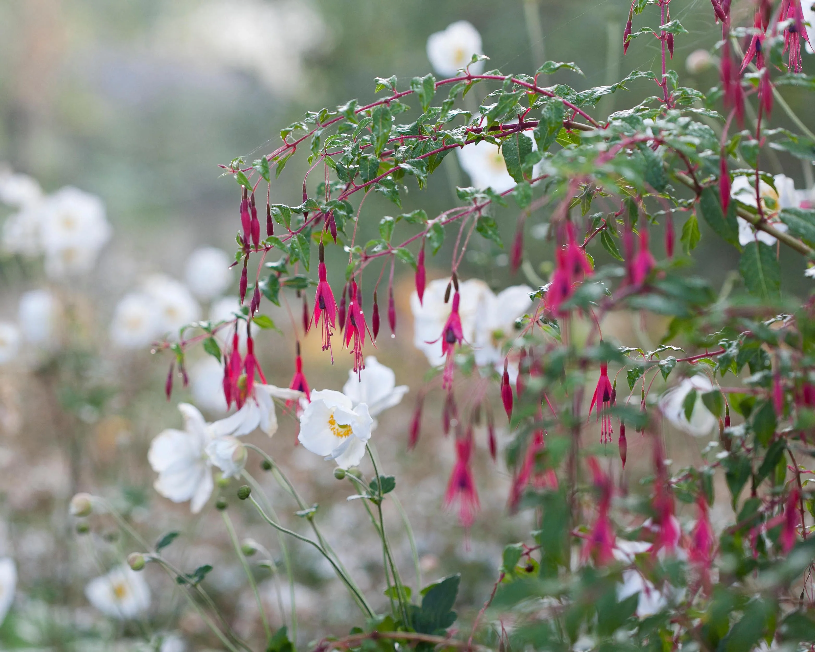 Anemone 'Honorine Jobert' - Image 9