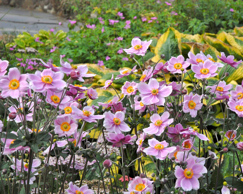 Anemone 'Königin Charlotte' - Image 6