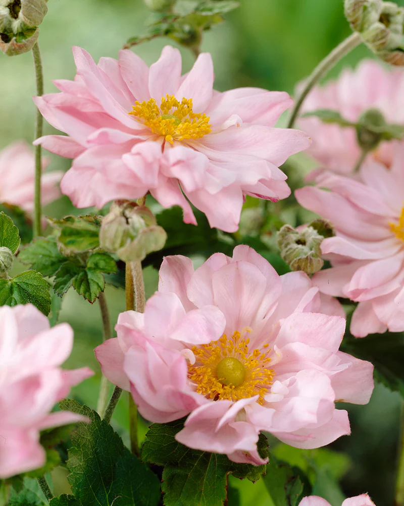 Anemone 'Königin Charlotte' - Image 7