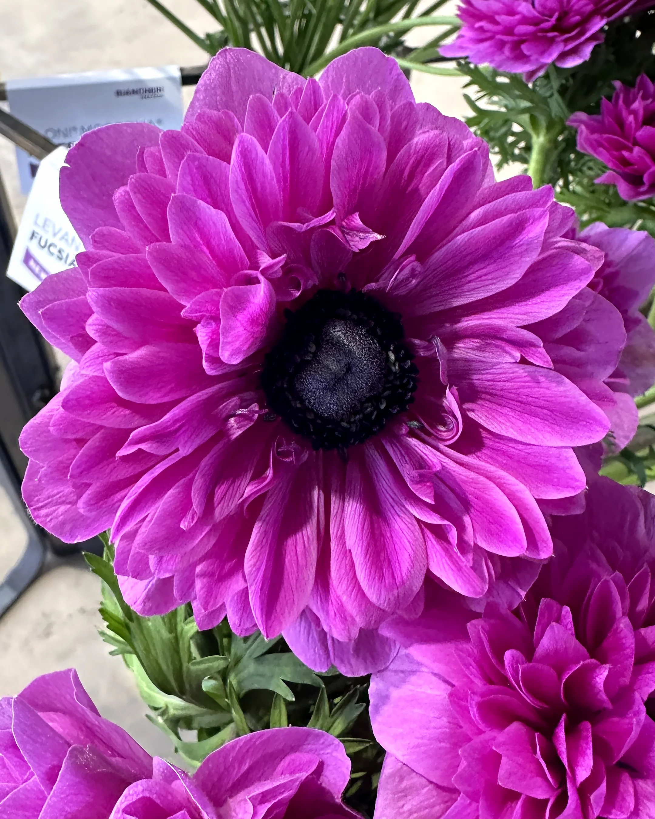 Anemone 'Levante® Fucsia' - Image 3