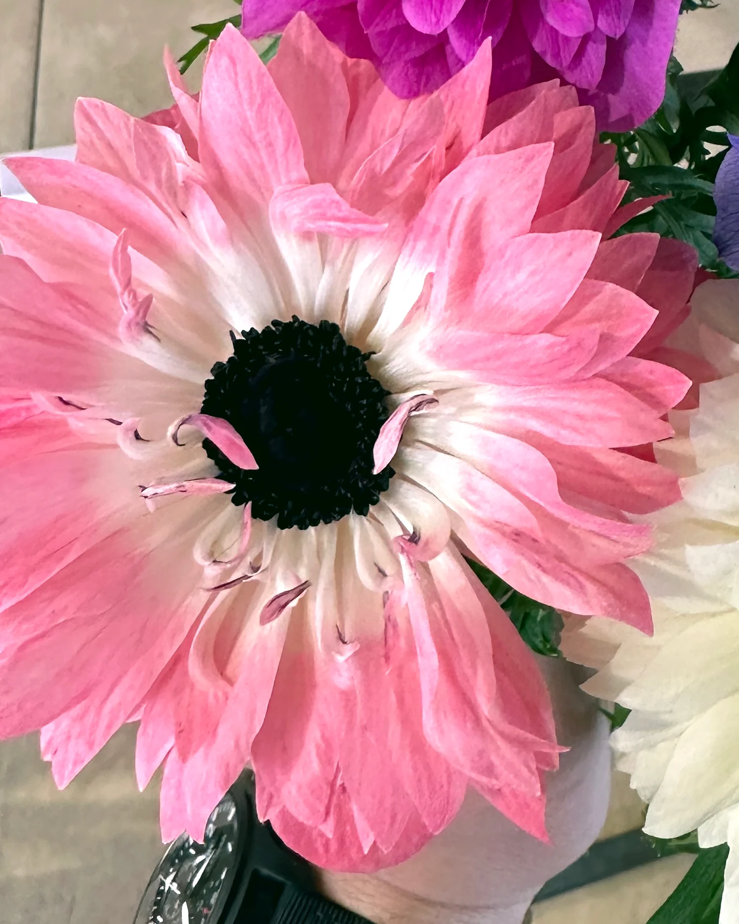 Anemone 'Levante® Rosa' - Image 2