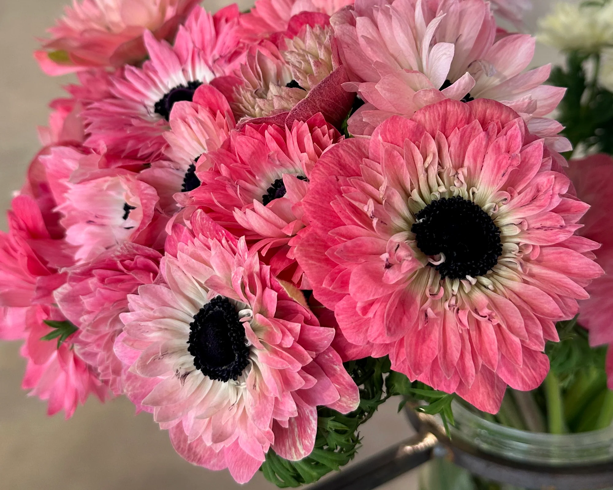 Anemone 'Levante® Rosa' - Image 3