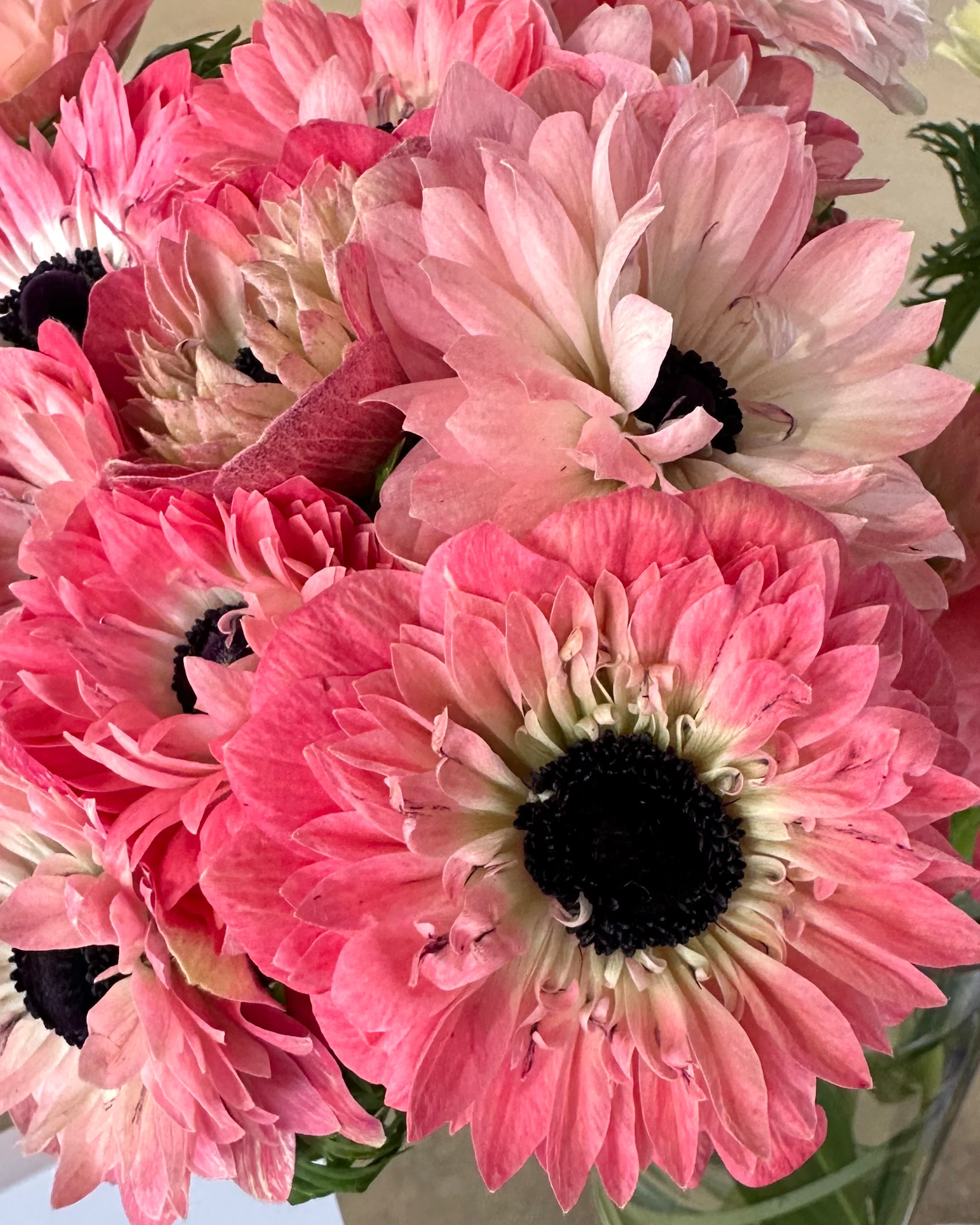 Anemone 'Levante® Rosa' - Image 4