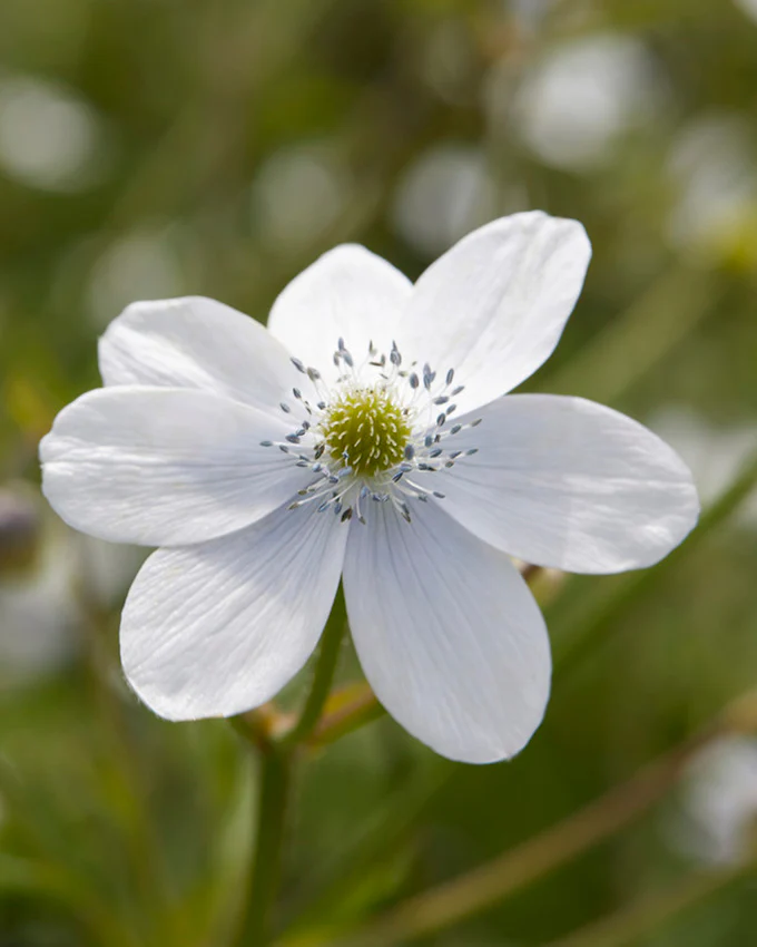 Anemone leveillei - Image 5