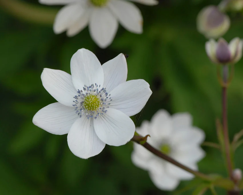 Anemone leveillei - Image 7