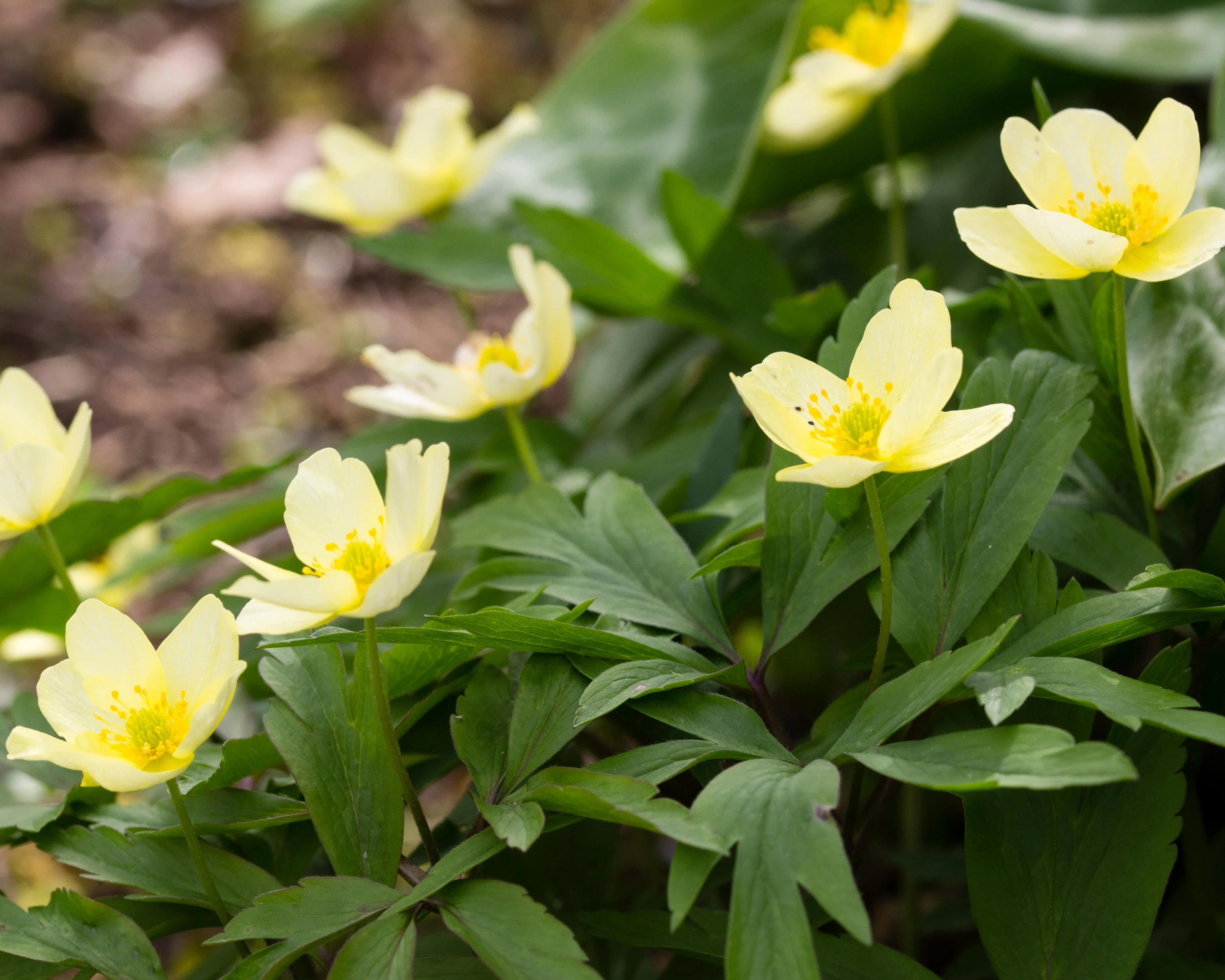 Anemone × lipsiensis - Image 2