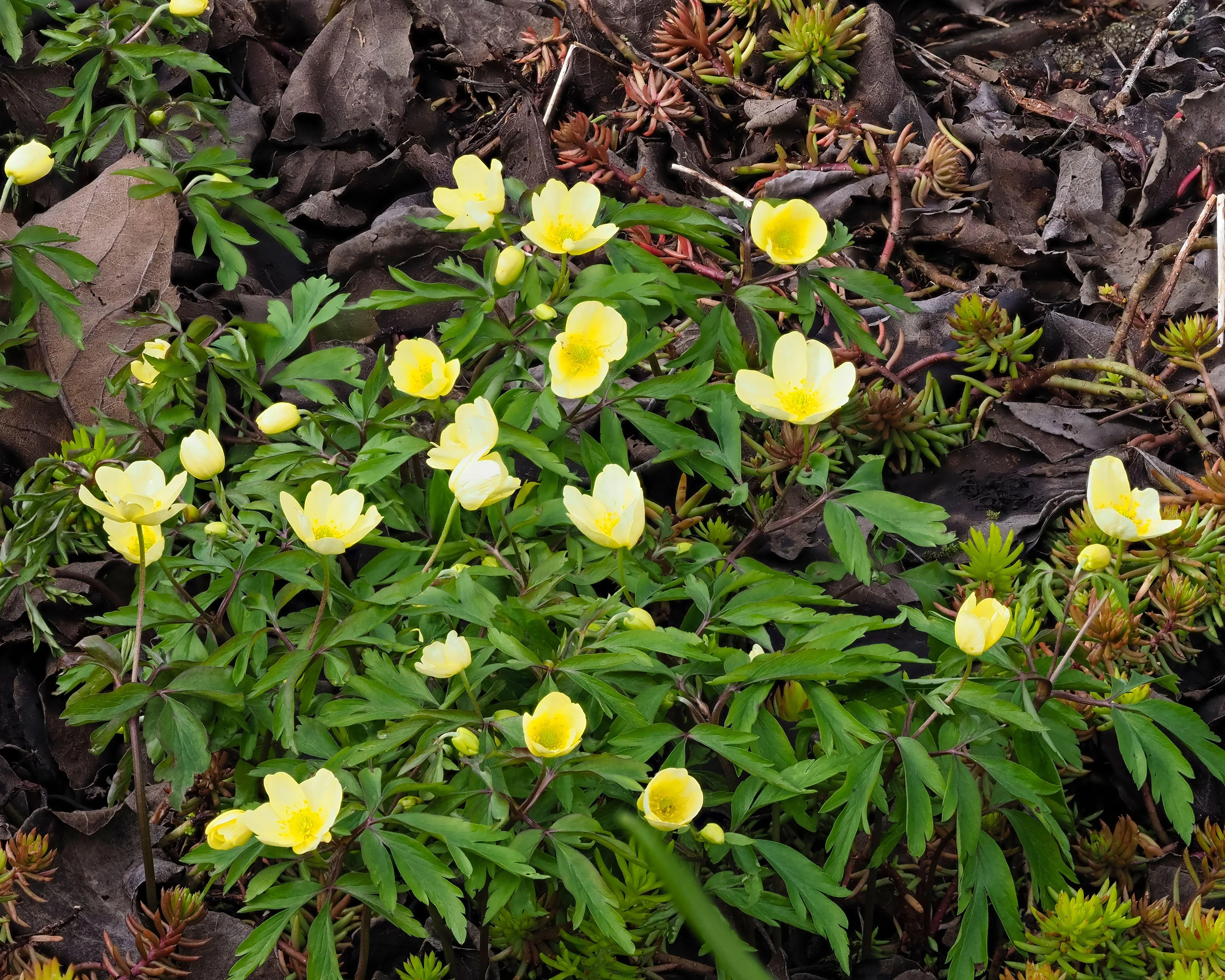 Anemone × lipsiensis - Image 3