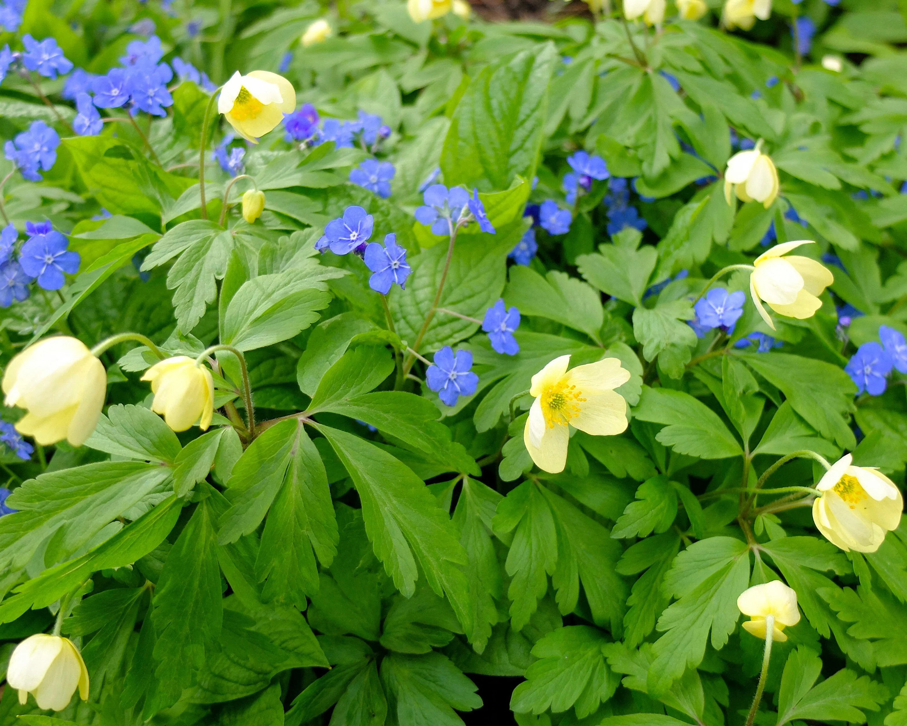 Anemone × lipsiensis - Image 7