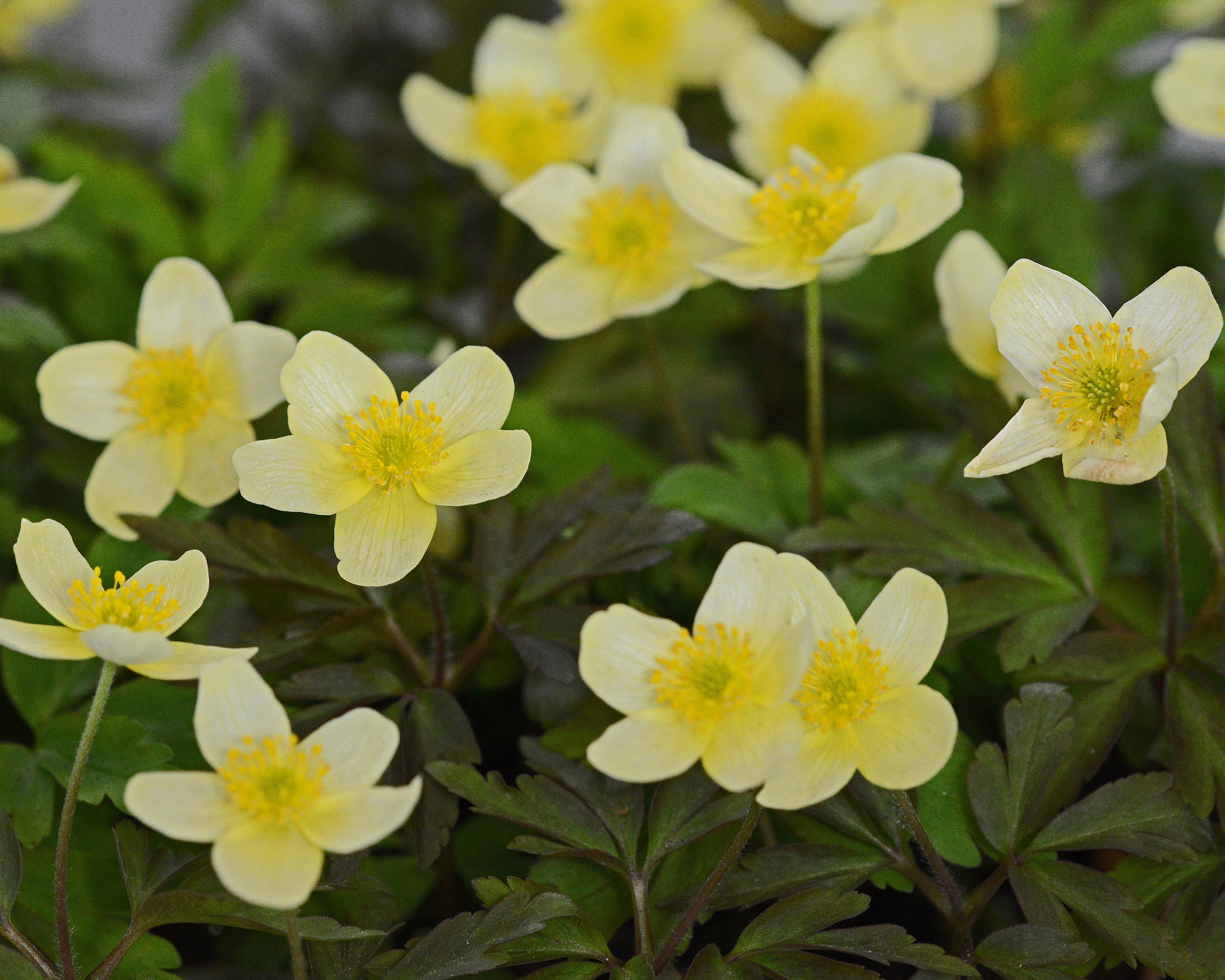 Anemone × lipsiensis - Image 8