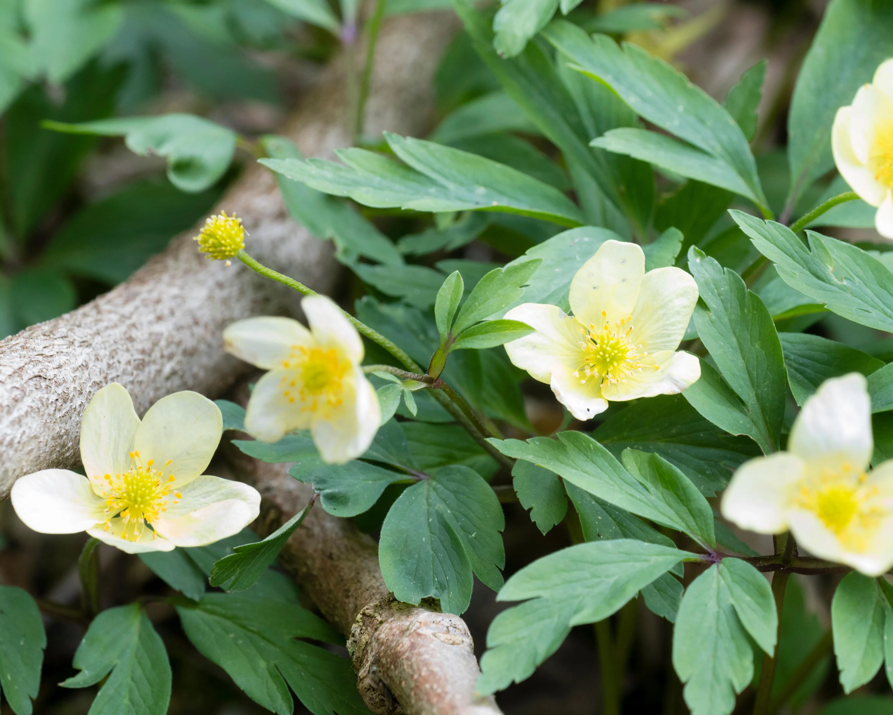 Anemone × lipsiensis - Image 9