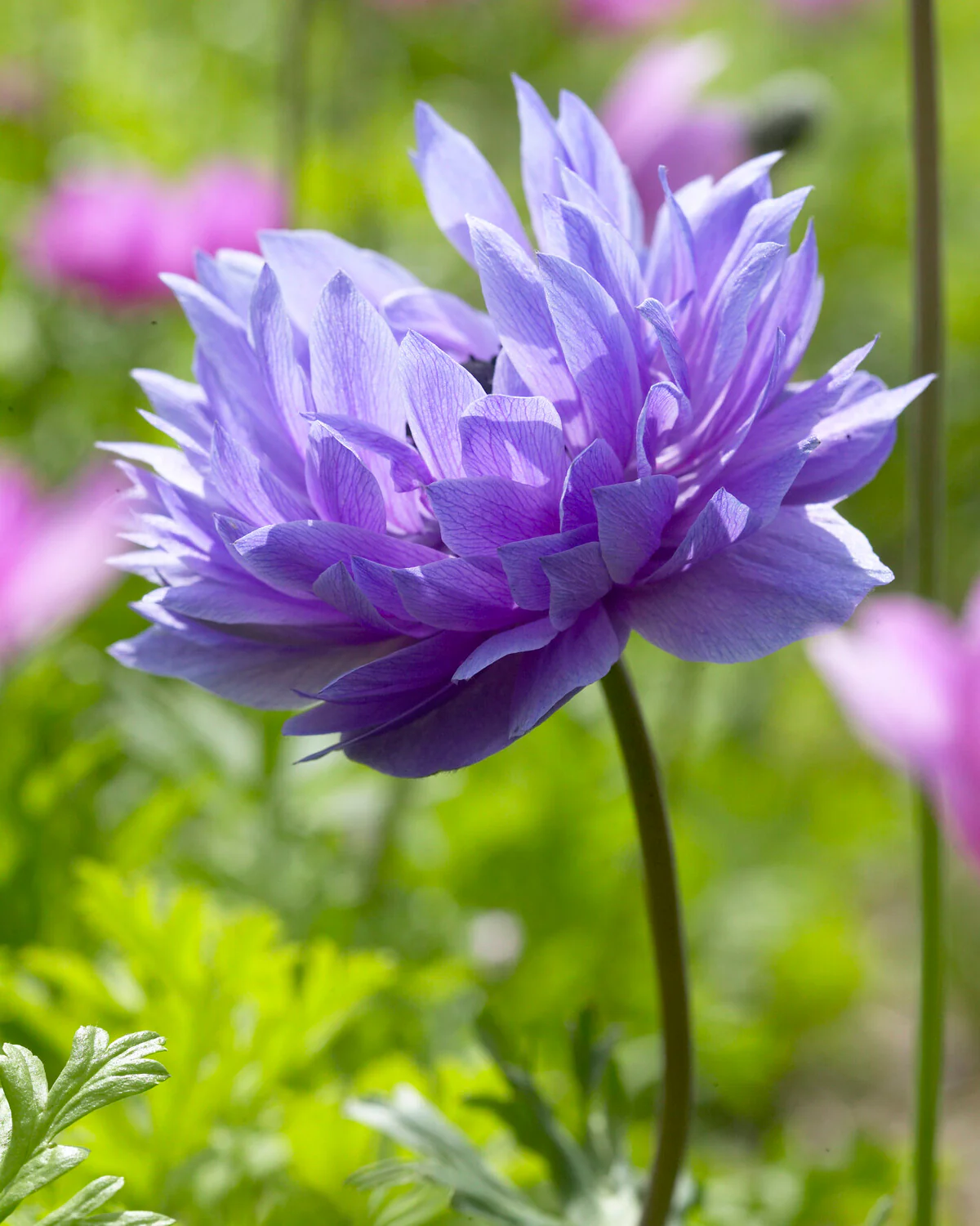Anemone 'Lord Lieutenant' - Image 3
