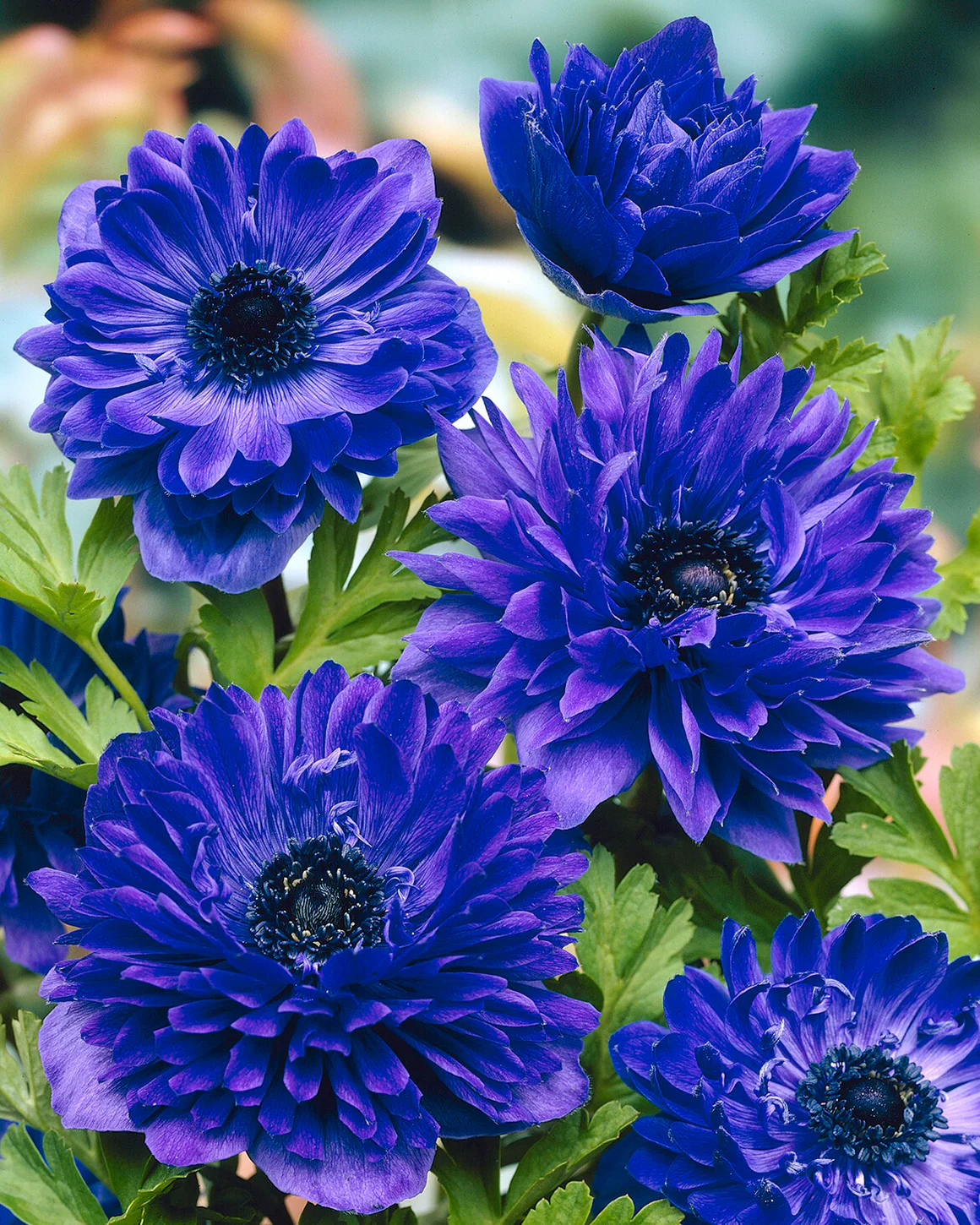Anemone 'Lord Lieutenant' - Image 4