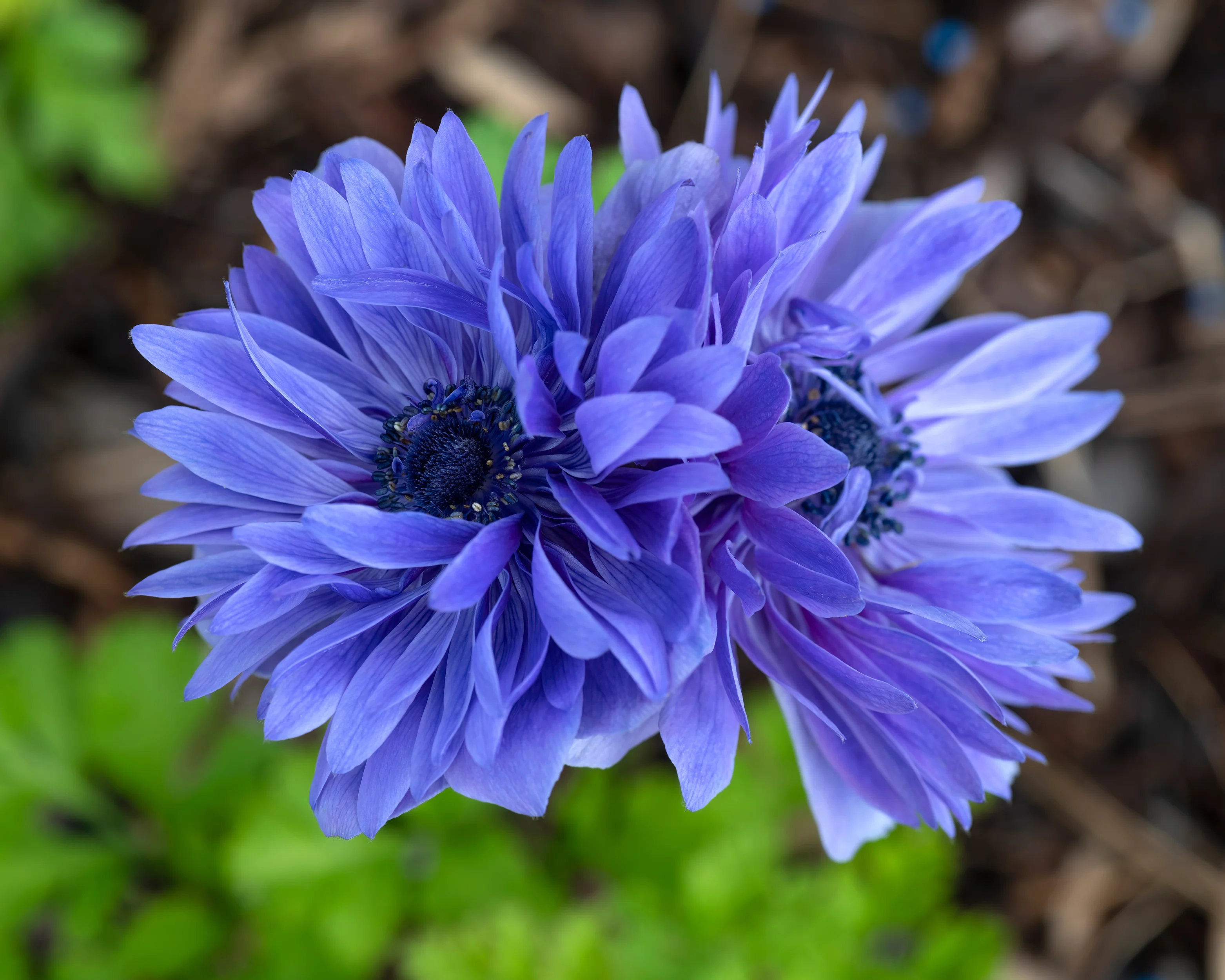 Anemone 'Lord Lieutenant' - Image 5
