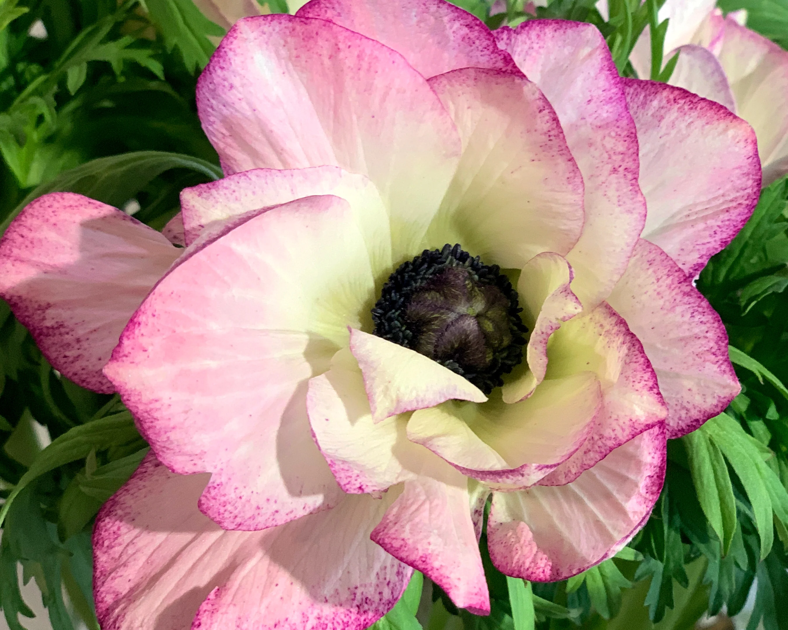 Anemone 'Mistral® Edge' - Image 2