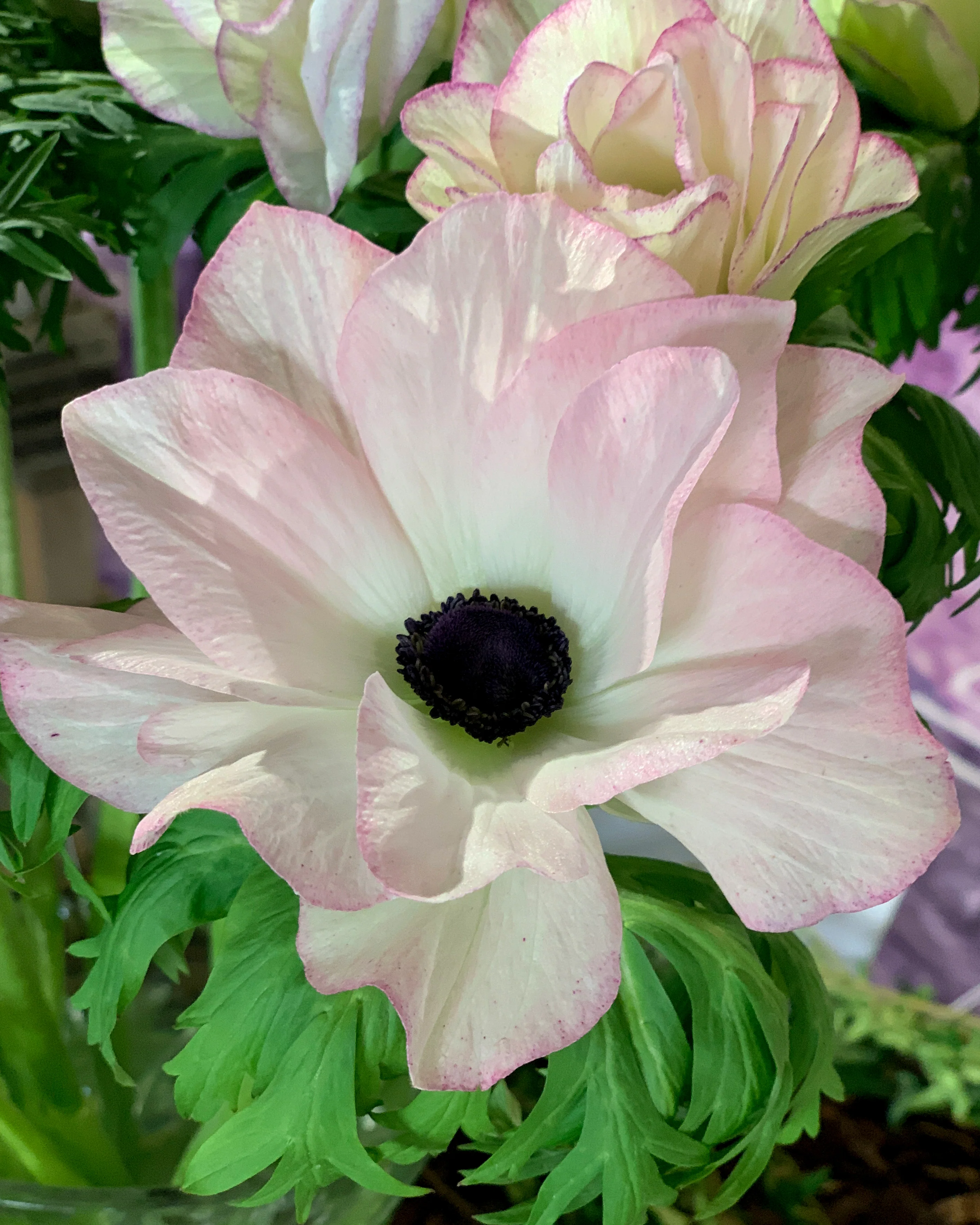 Anemone 'Mistral® Edge' - Image 3