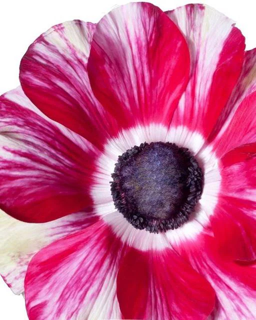 Anemone 'Mistral® Tigre' - Image 3