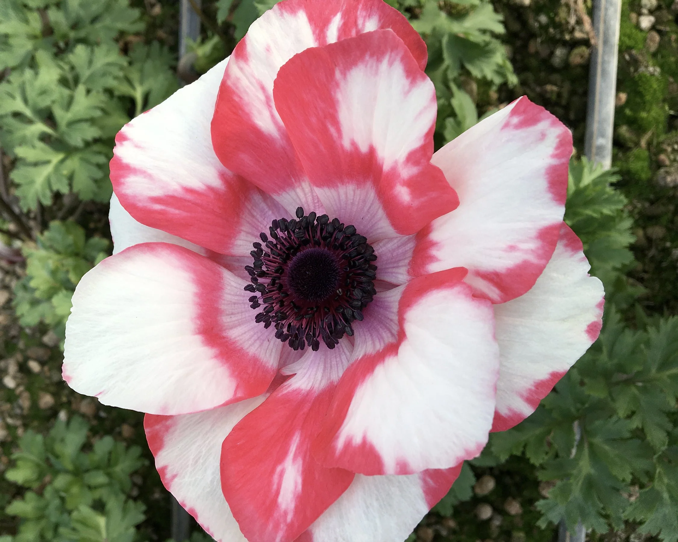 Anemone 'Mistral® Tigre' - Image 5