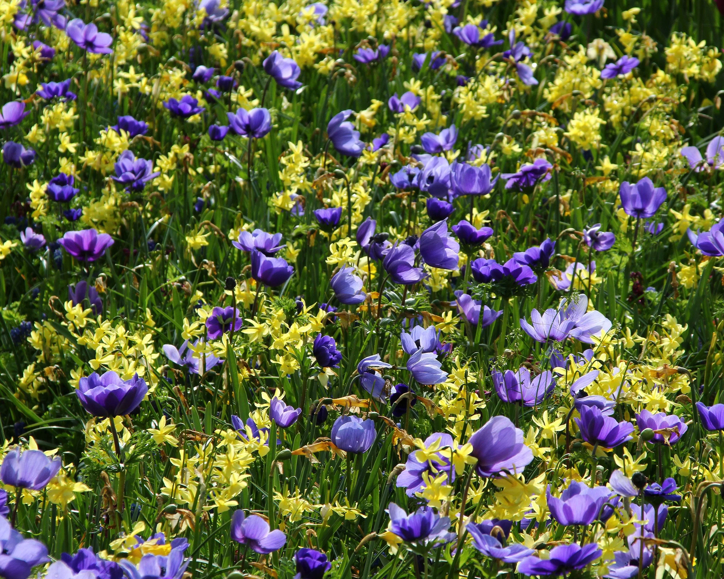 Anemone 'Mr Fokker' - Image 3