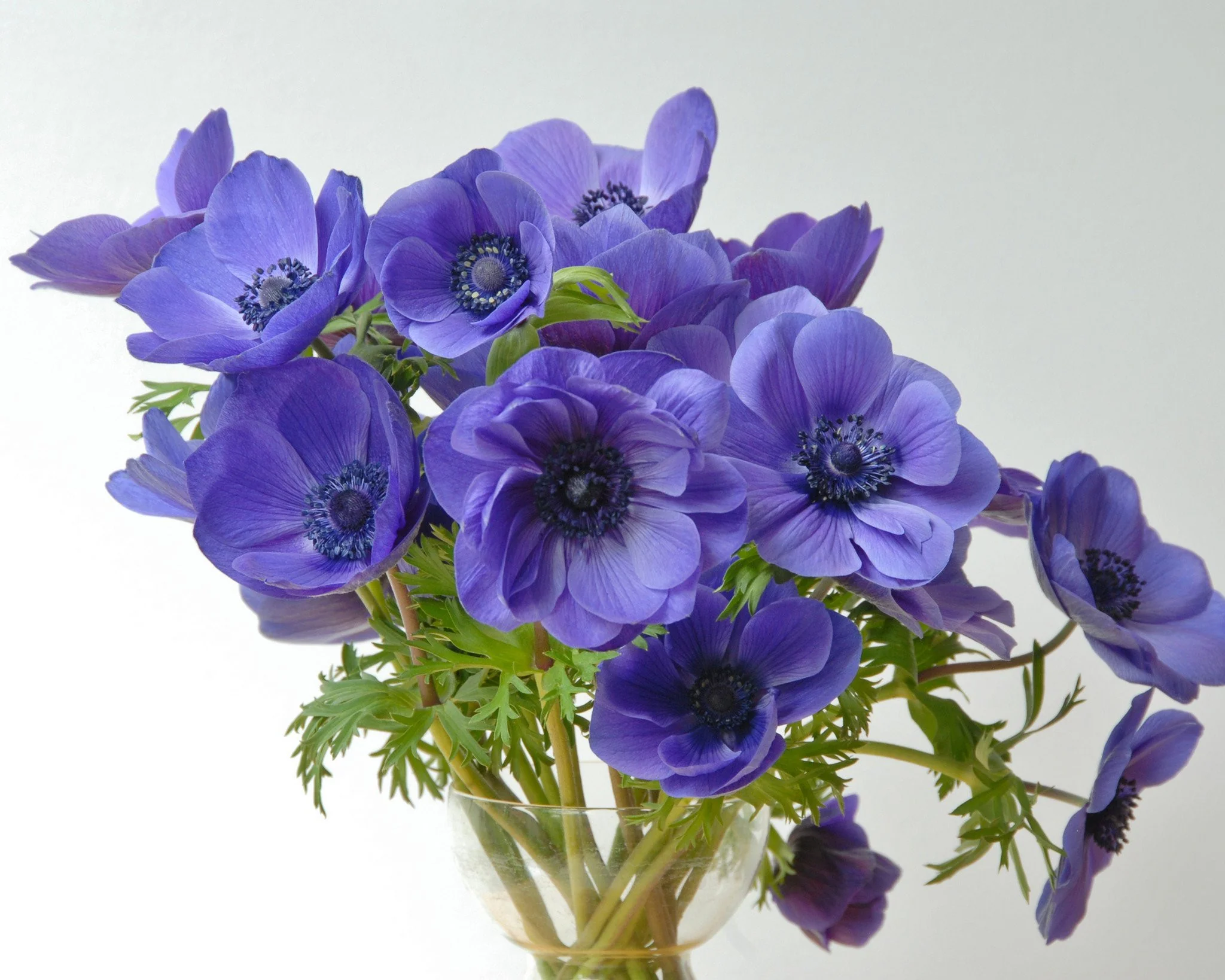 Anemone 'Mr Fokker' - Image 4