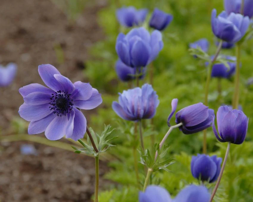 Anemone 'Mr Fokker' - Image 5
