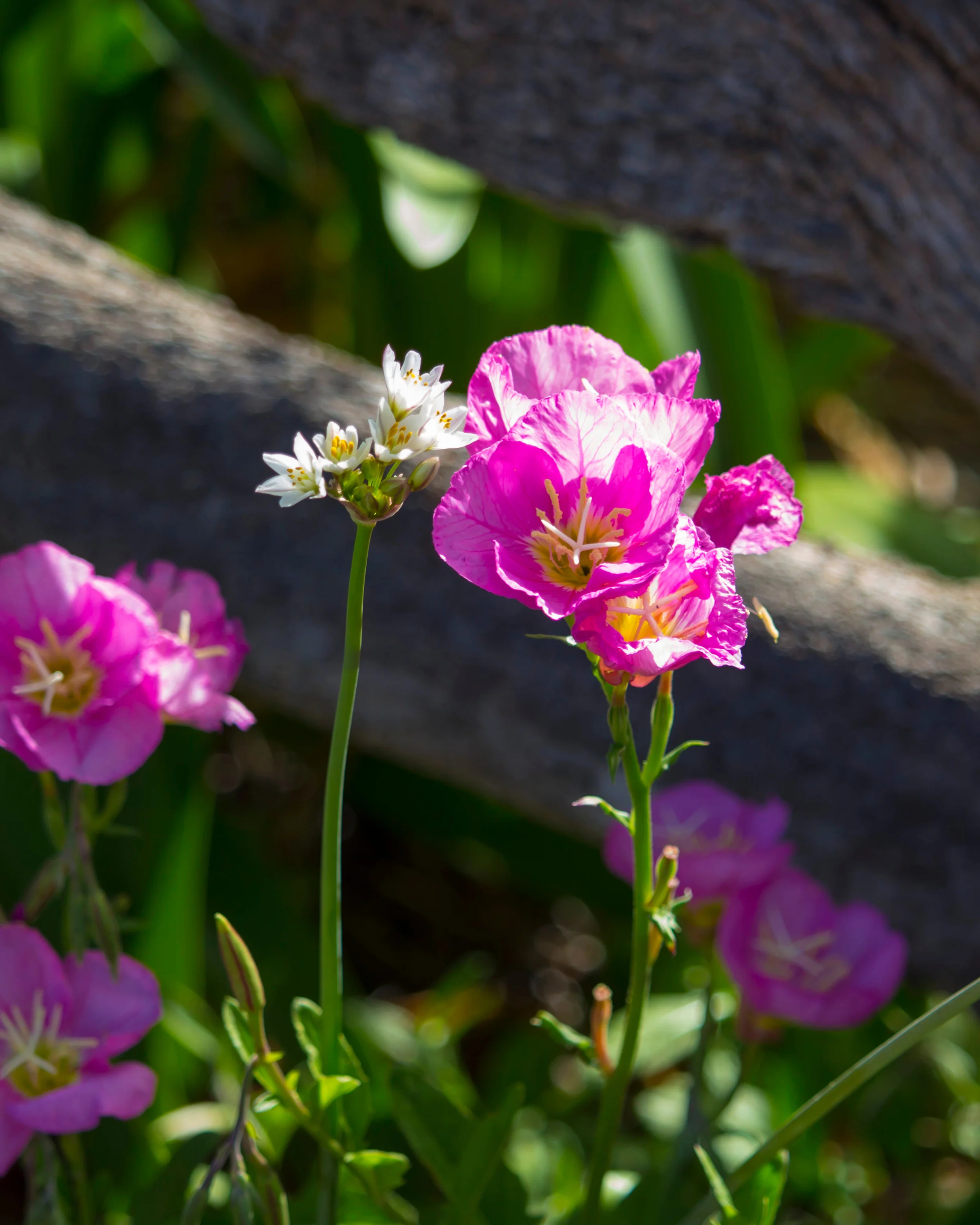 Anemone 'Prinz Heinrich' - Image 3
